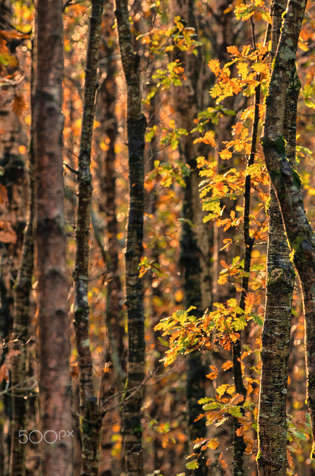 Pentax K-5 sample photo. Autumn light photography