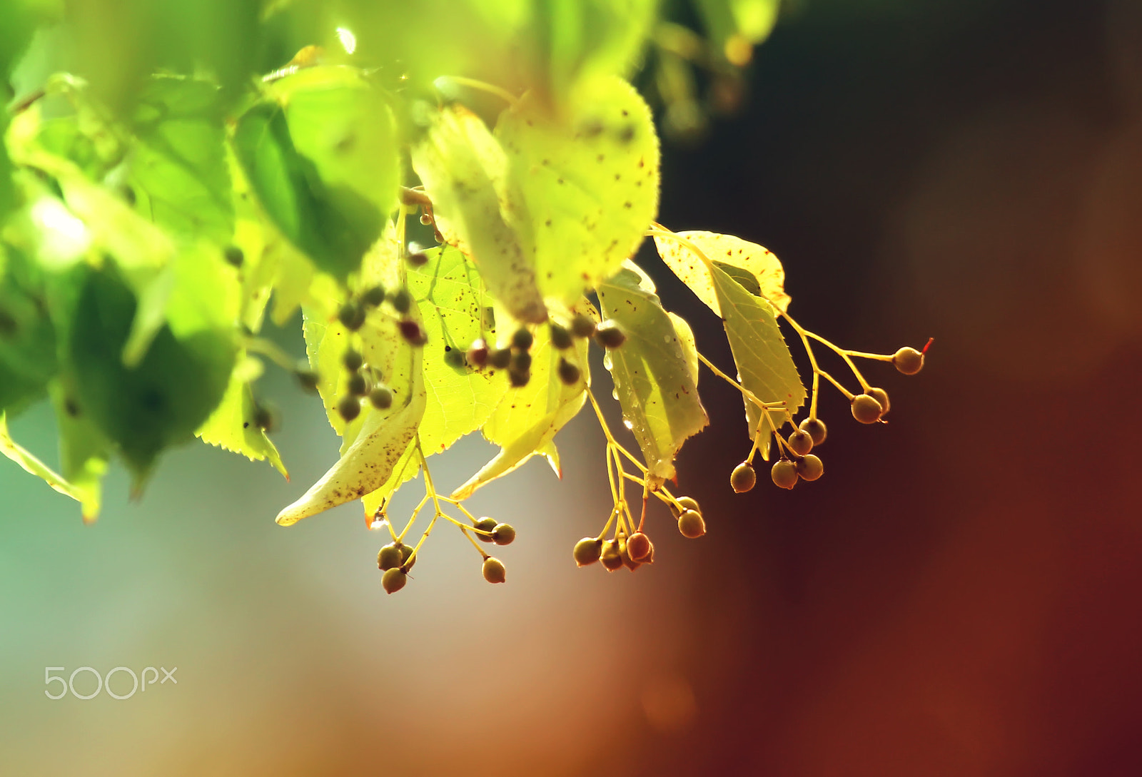 Canon EOS 600D (Rebel EOS T3i / EOS Kiss X5) sample photo. Colorful linden photography
