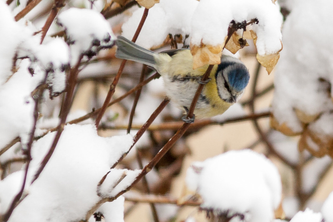 Canon EF 300mm F4L IS USM sample photo. Blue tit in the snow photography