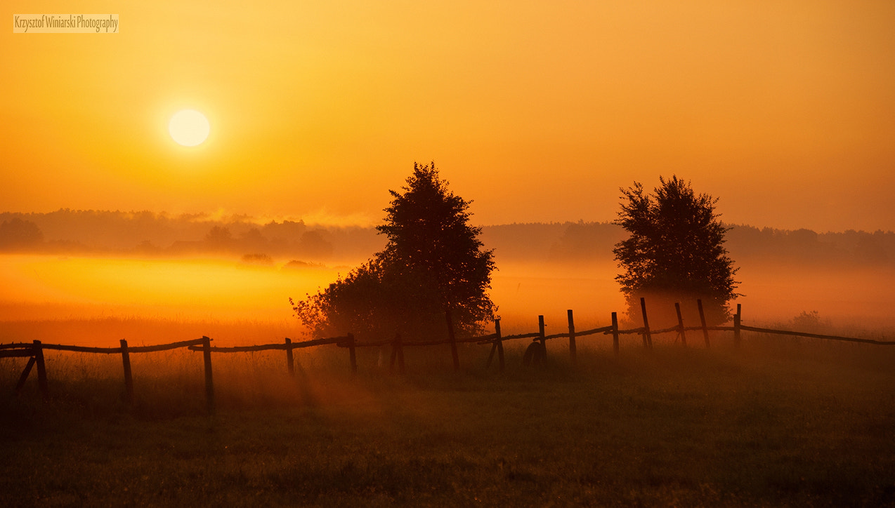 Sony Alpha DSLR-A380 + Sigma 18-200mm F3.5-6.3 DC sample photo. Gold fog at dawn photography
