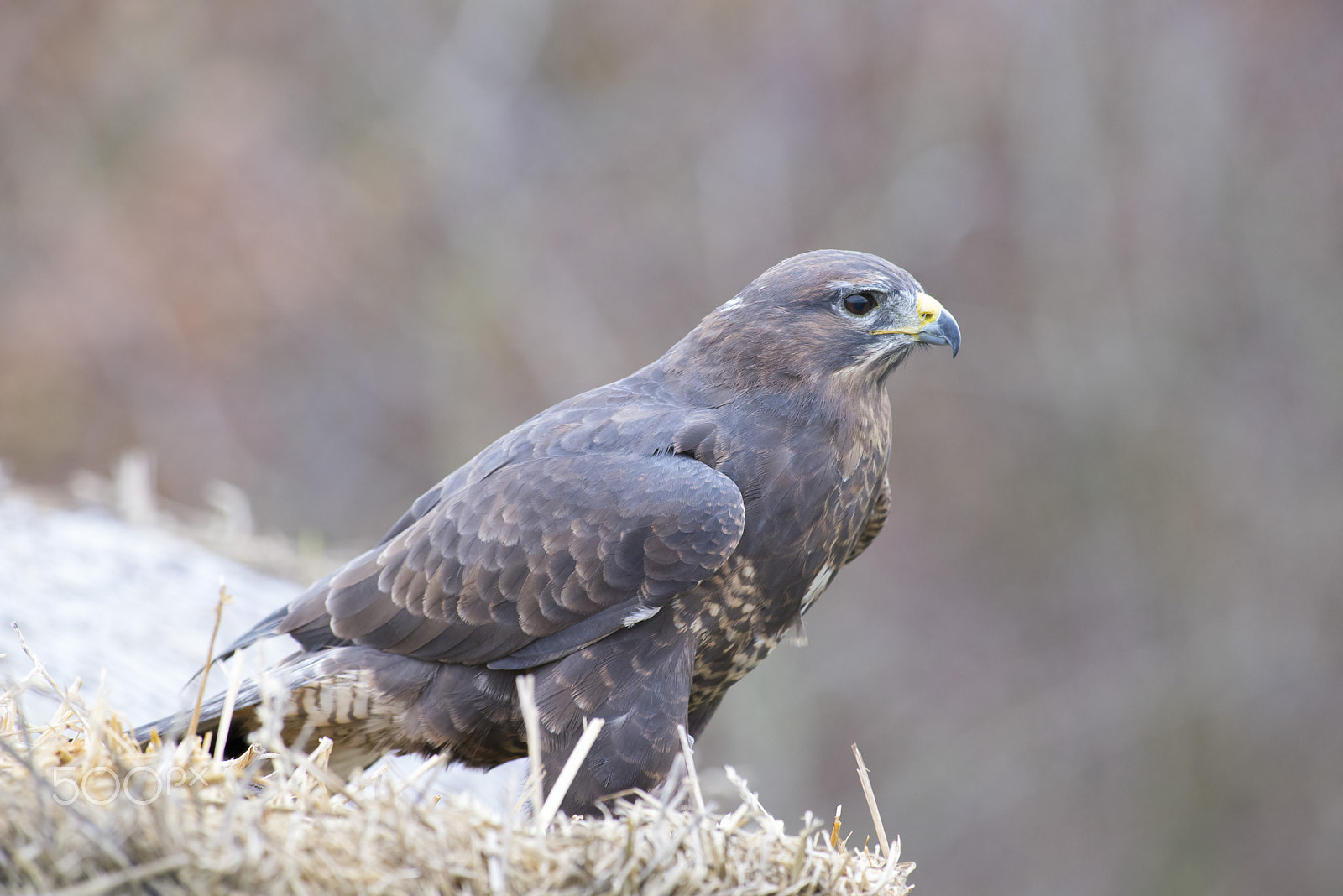 Nikon AF-S Nikkor 300mm F2.8G ED-IF VR sample photo. Buzzard photography
