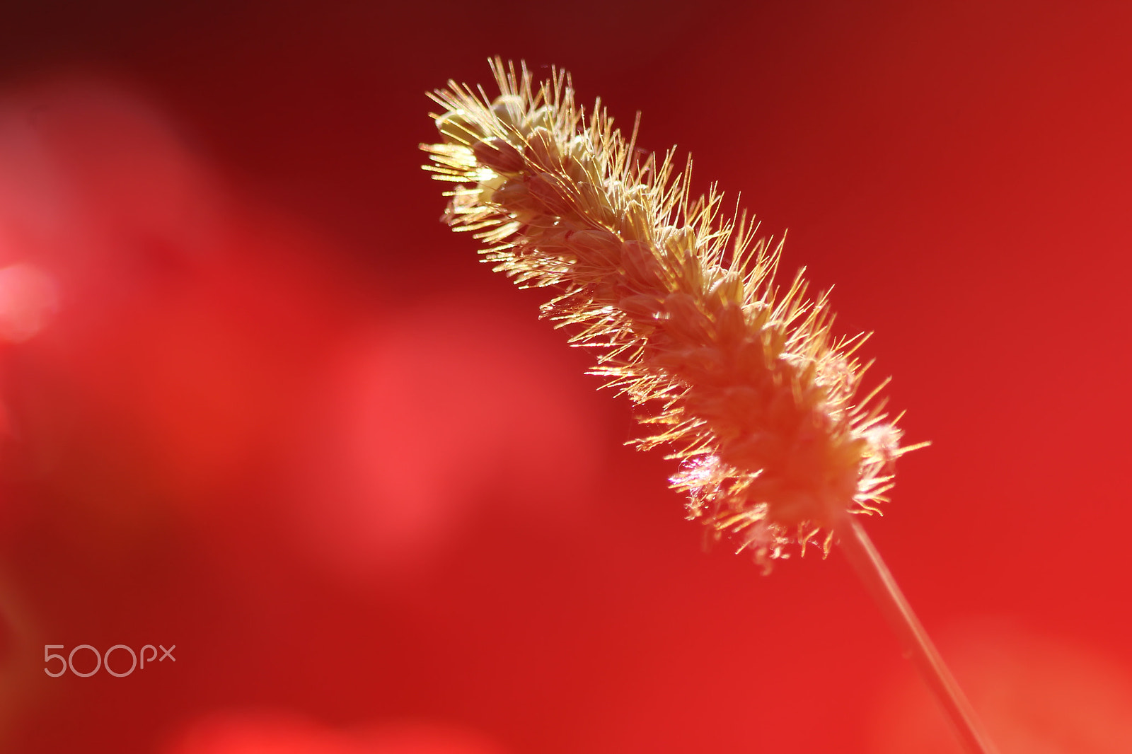 Canon EOS 600D (Rebel EOS T3i / EOS Kiss X5) + Canon EF 100mm F2.8 Macro USM sample photo. Fountain grass photography