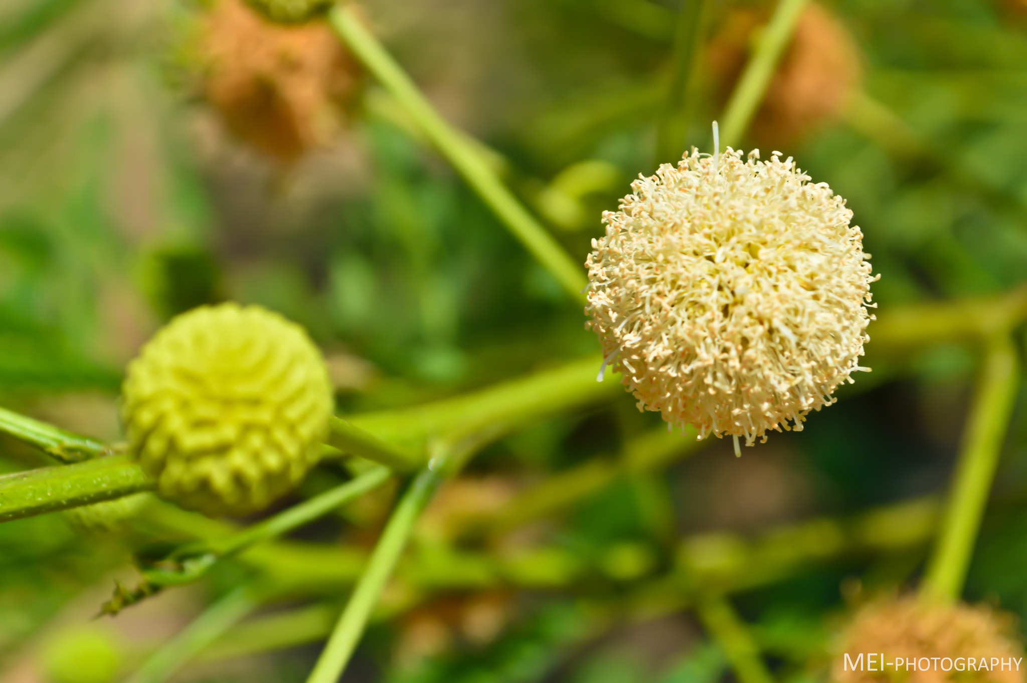 Nikon D3200 + IX-Nikkor 60-180mm f/4-5.6 sample photo. Flower 3 photography