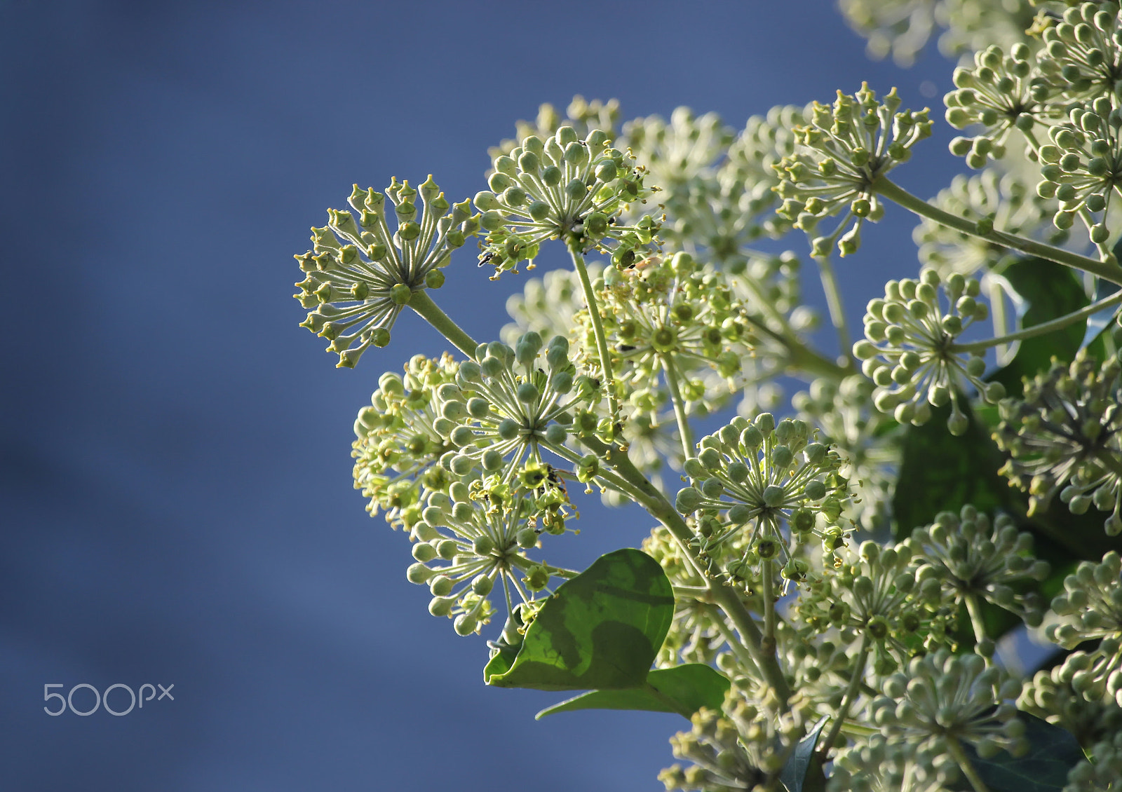 Canon EOS 600D (Rebel EOS T3i / EOS Kiss X5) sample photo. White blossoms photography