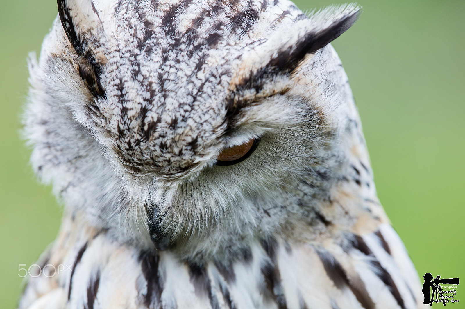 Canon EF 300mm F2.8L IS II USM sample photo. Wildlife photography