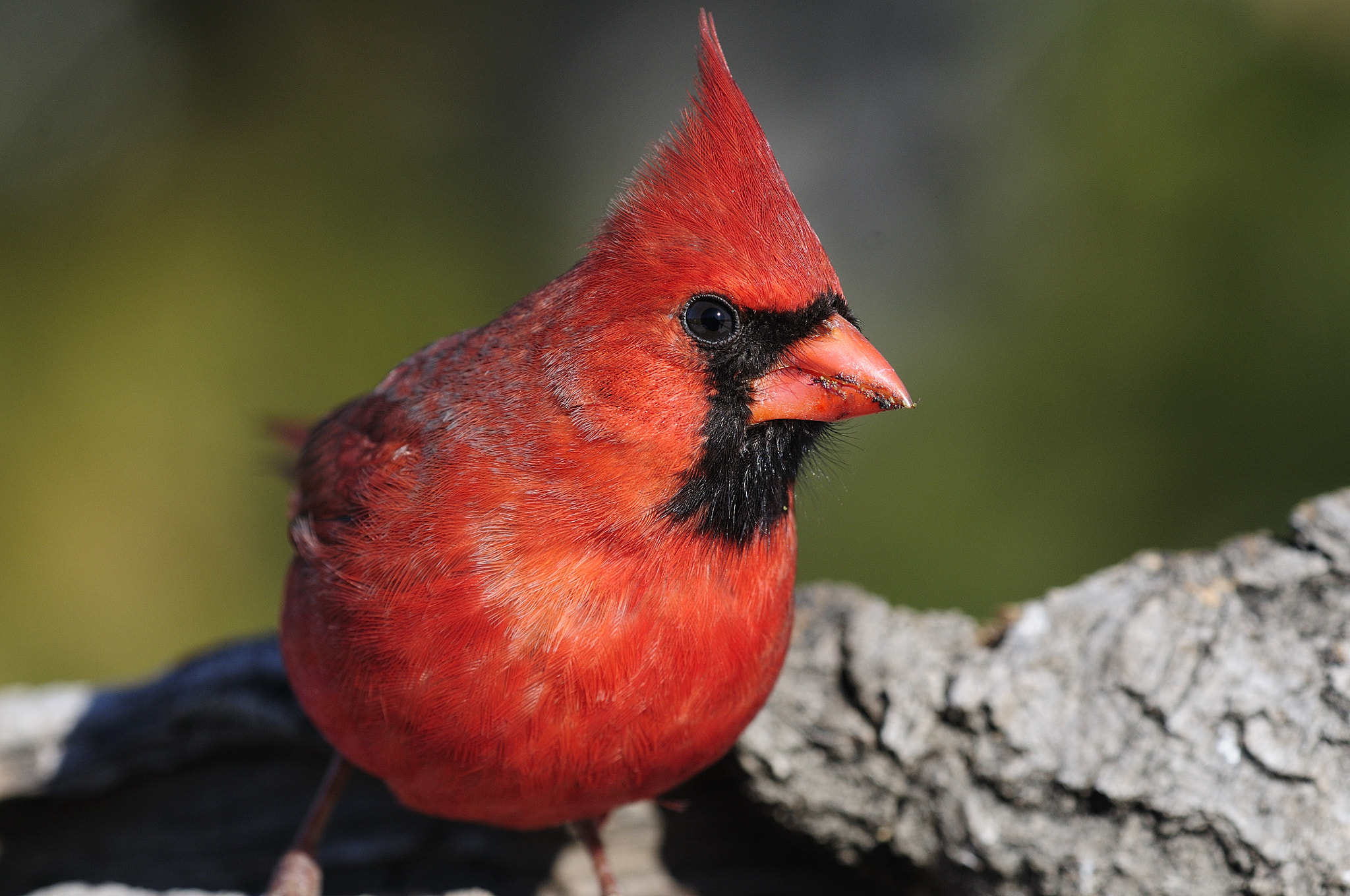 Nikon D300S + Nikon AF Micro-Nikkor 200mm F4D ED-IF sample photo. Cardinal rouge,  northern cardinal photography