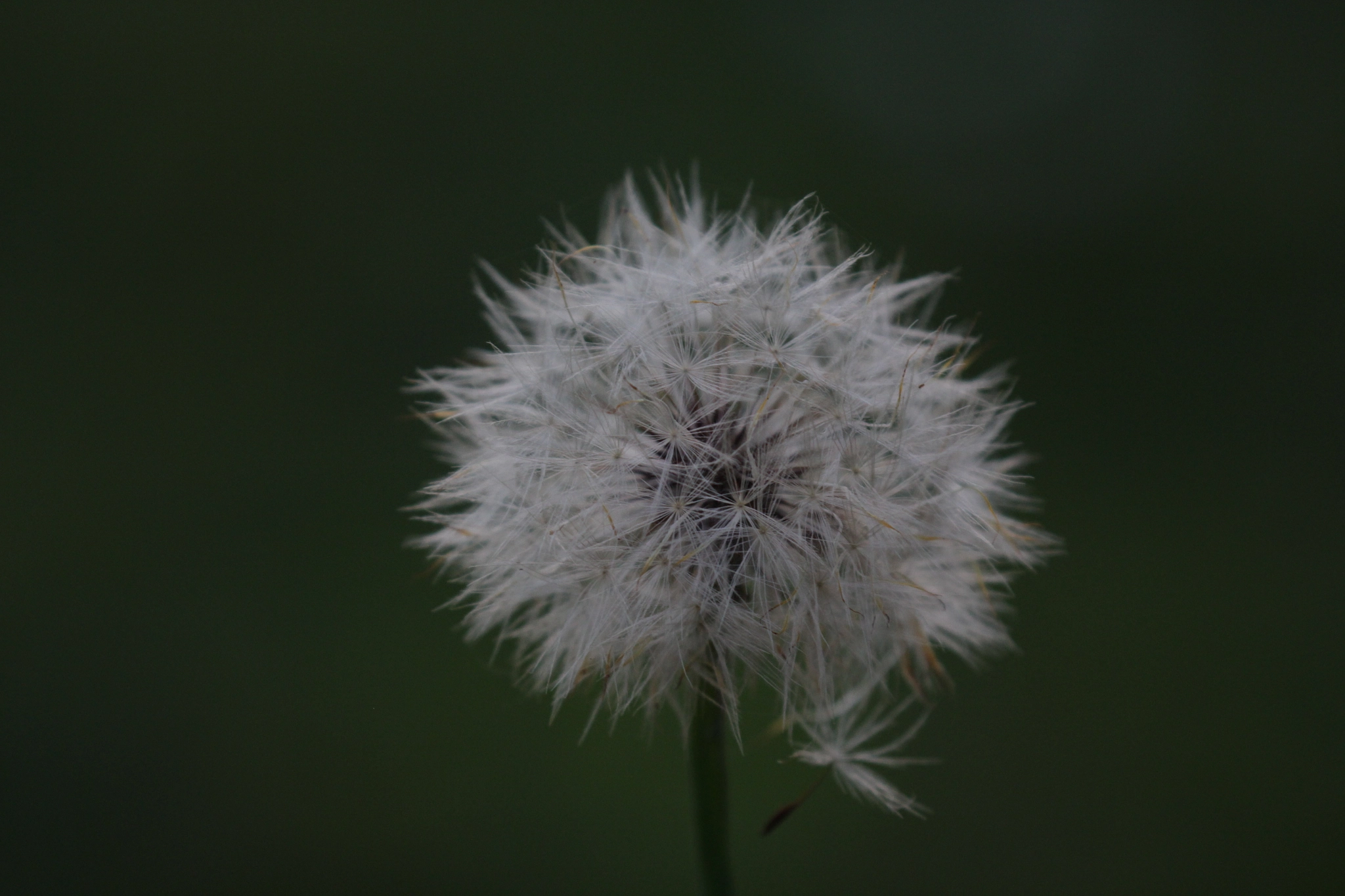 Canon EF 100-400mm F4.5-5.6L IS II USM sample photo. Withered in autumn photography