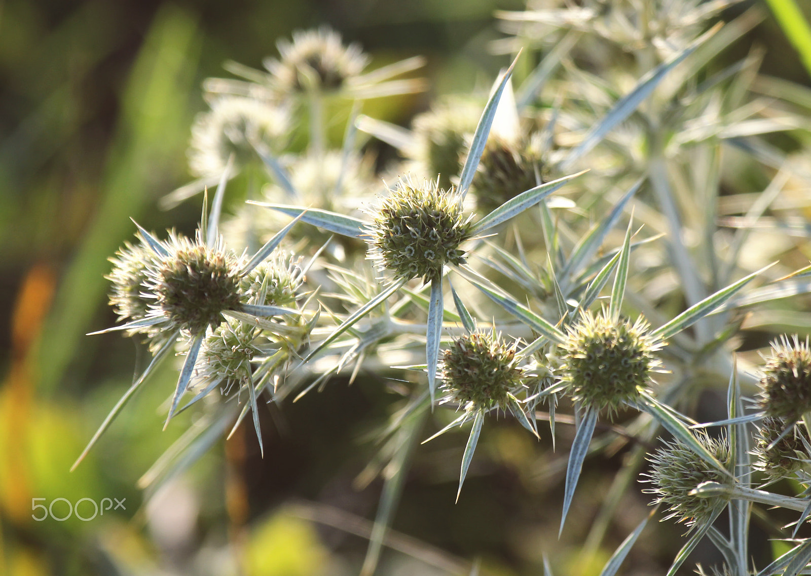 Canon EOS 600D (Rebel EOS T3i / EOS Kiss X5) sample photo. Burdock photography