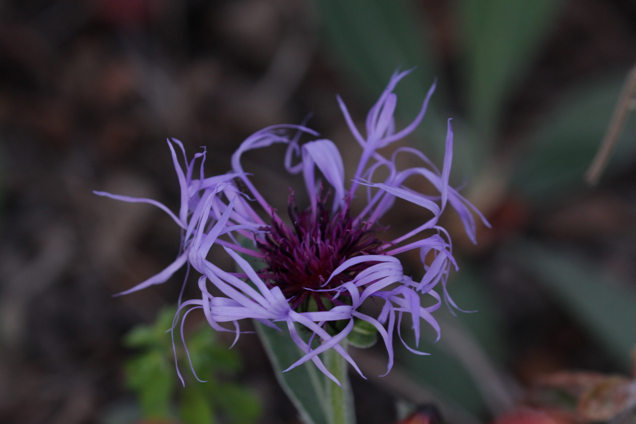 Canon EF 100-400mm F4.5-5.6L IS II USM sample photo. Brown knapweed photography