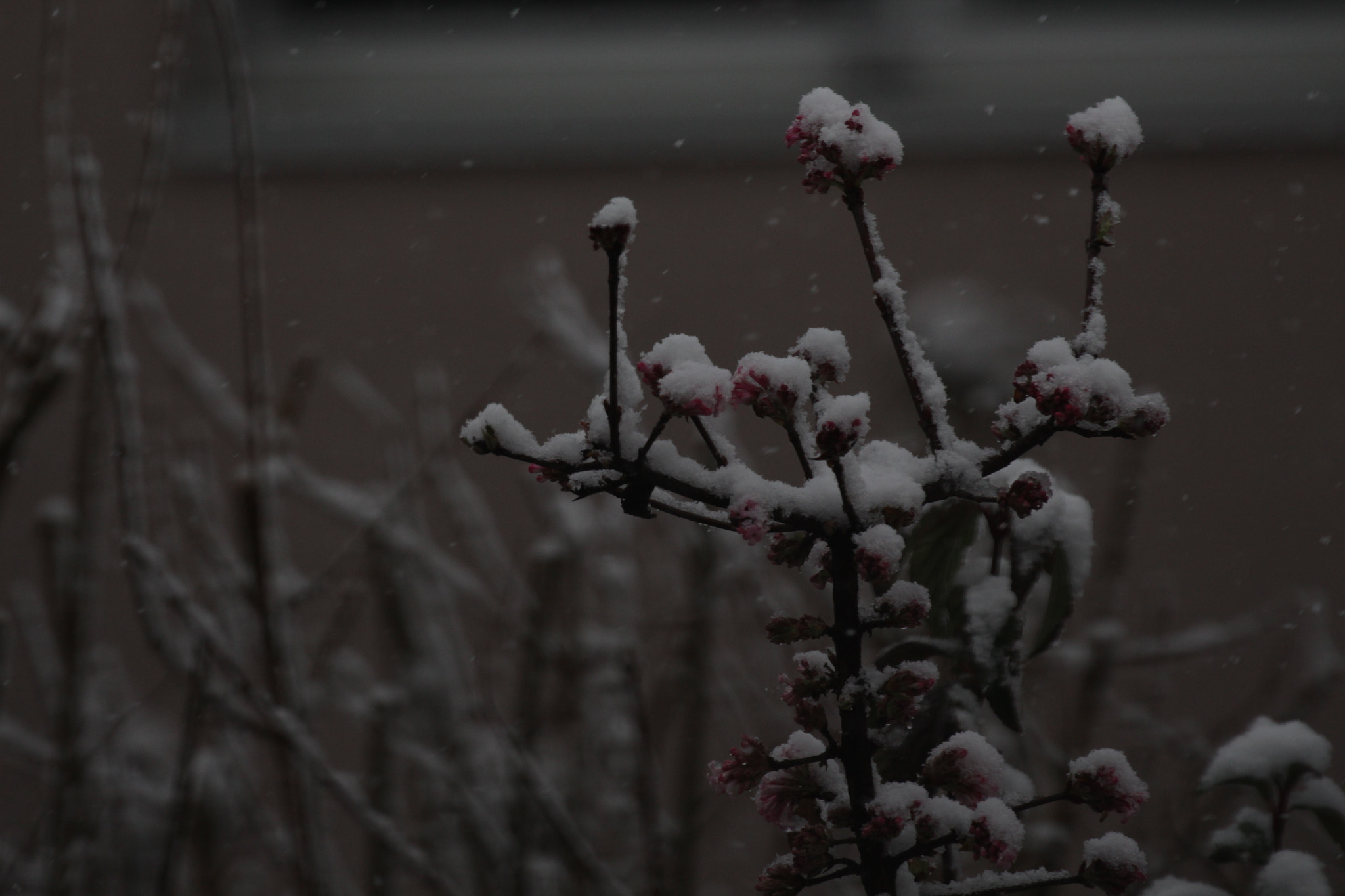 Canon EF 100-400mm F4.5-5.6L IS II USM sample photo. White bush photography