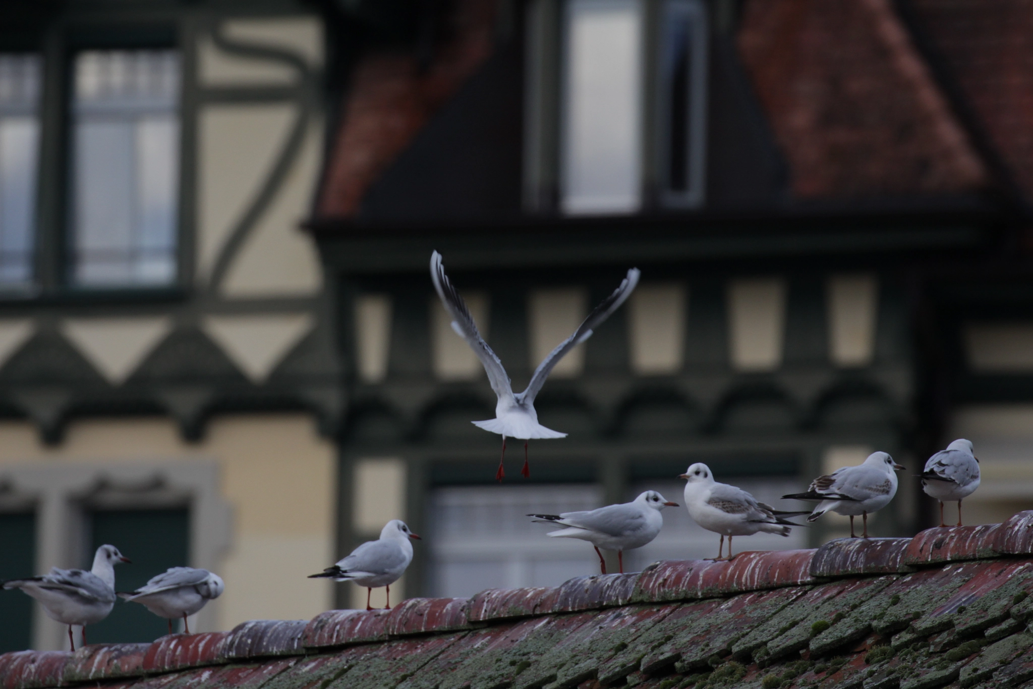 Canon EF 100-400mm F4.5-5.6L IS II USM sample photo. Landing on a roof photography
