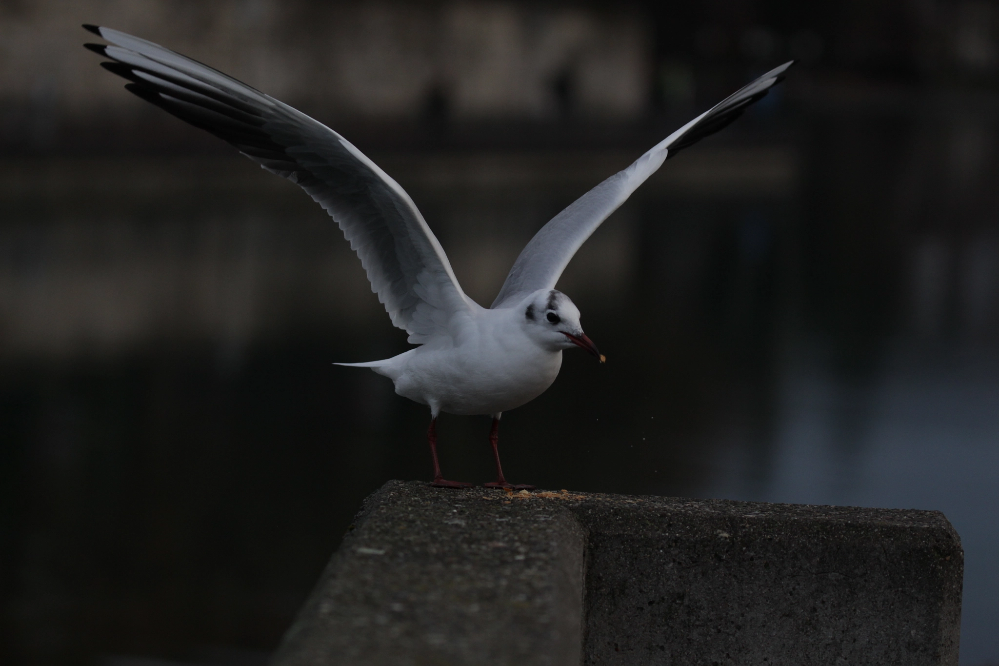 Canon EF 100-400mm F4.5-5.6L IS II USM sample photo. Take off photography
