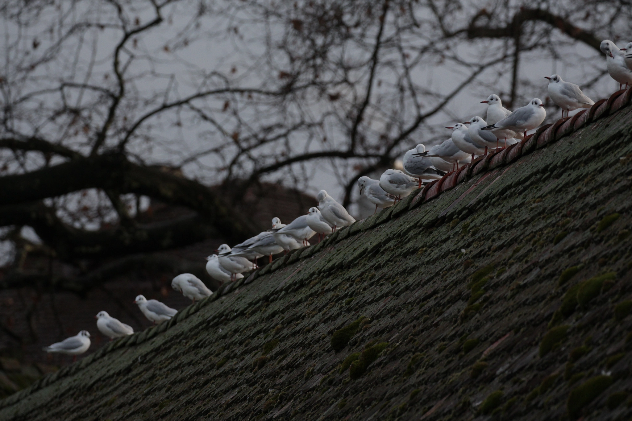 Canon EF 100-400mm F4.5-5.6L IS II USM sample photo. Meeting at the roof photography