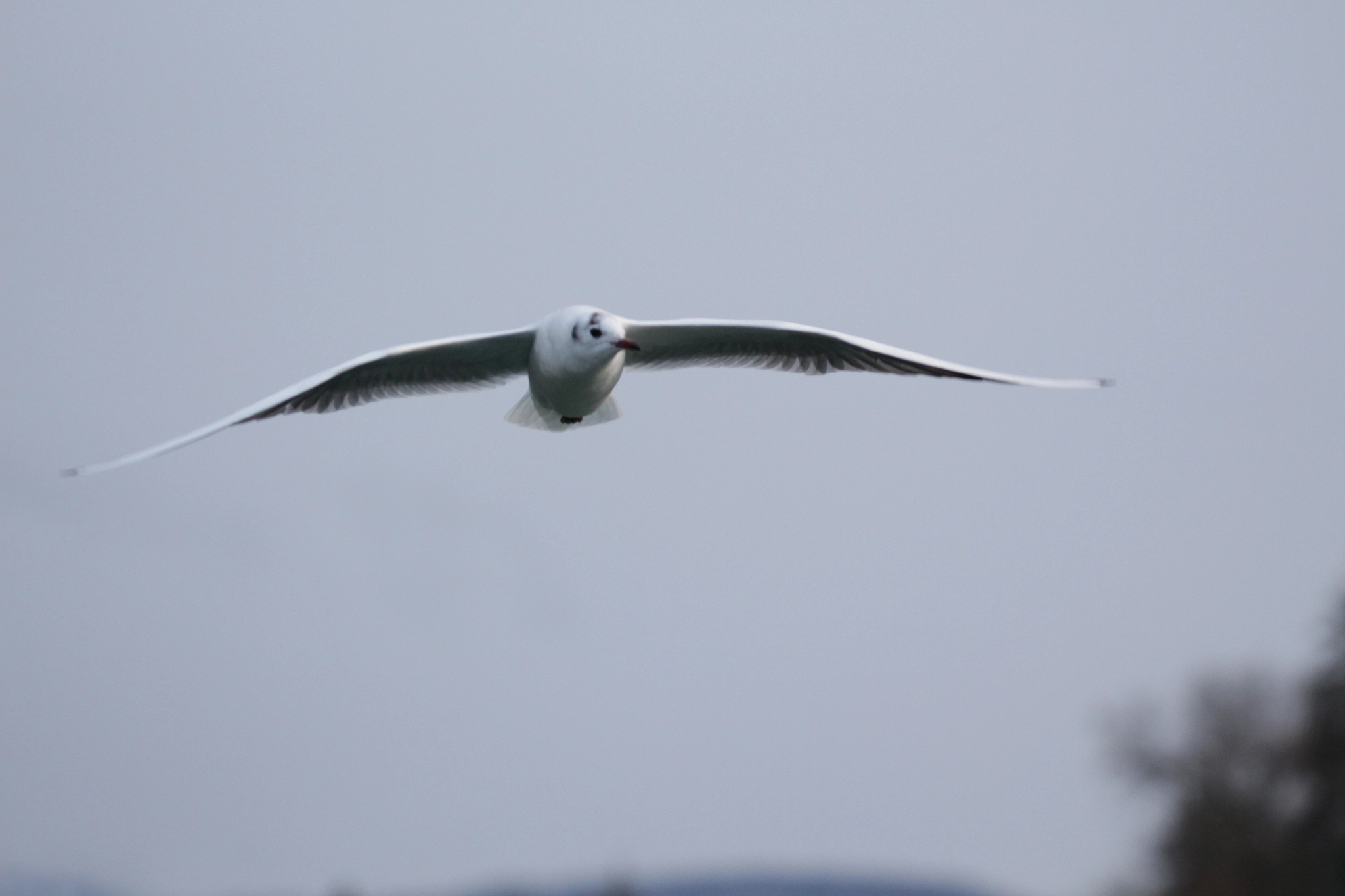 Canon EF 100-400mm F4.5-5.6L IS II USM sample photo. Gliding in the air photography