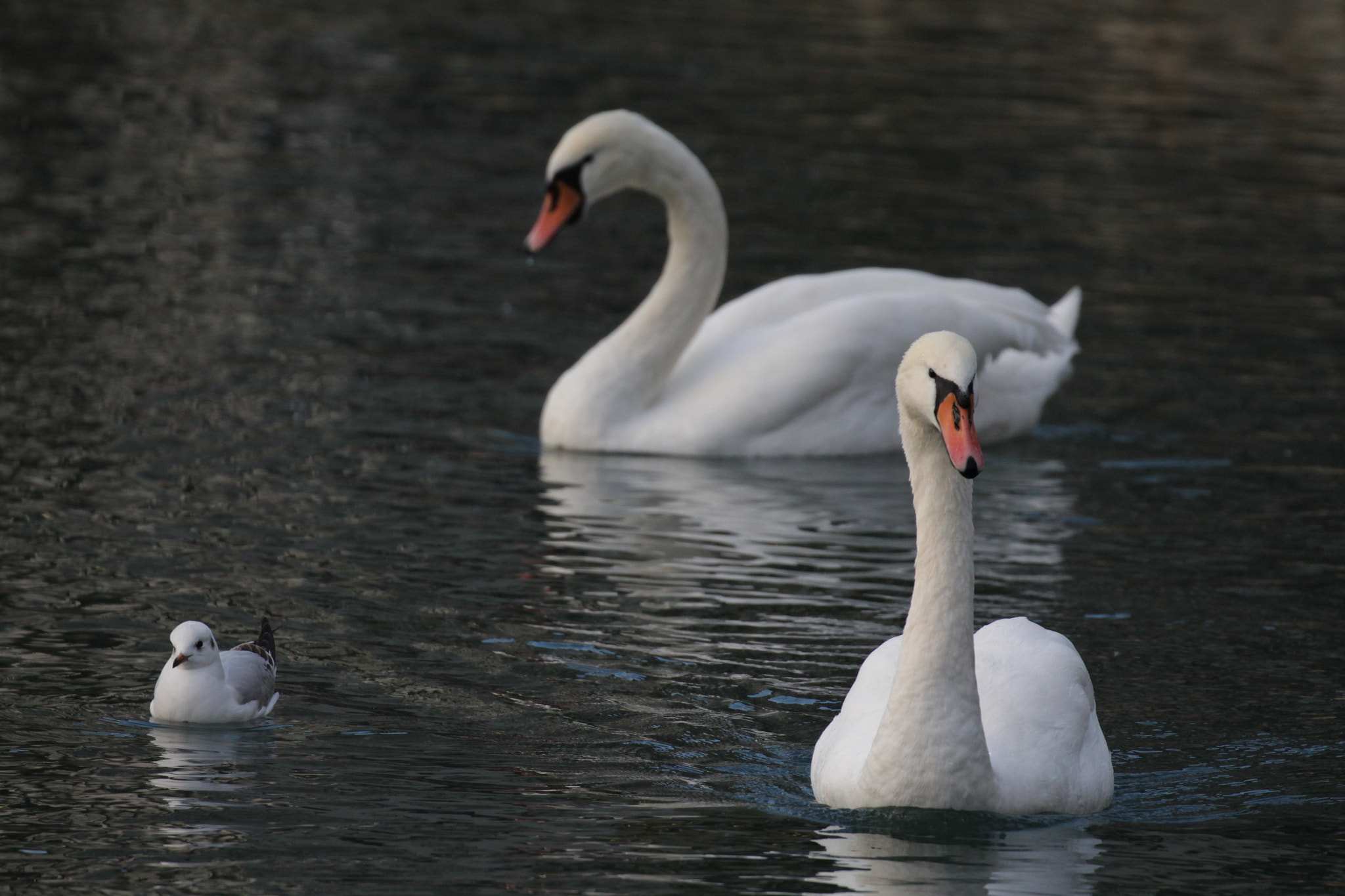 Canon EF 100-400mm F4.5-5.6L IS II USM sample photo. Swiming in peace photography