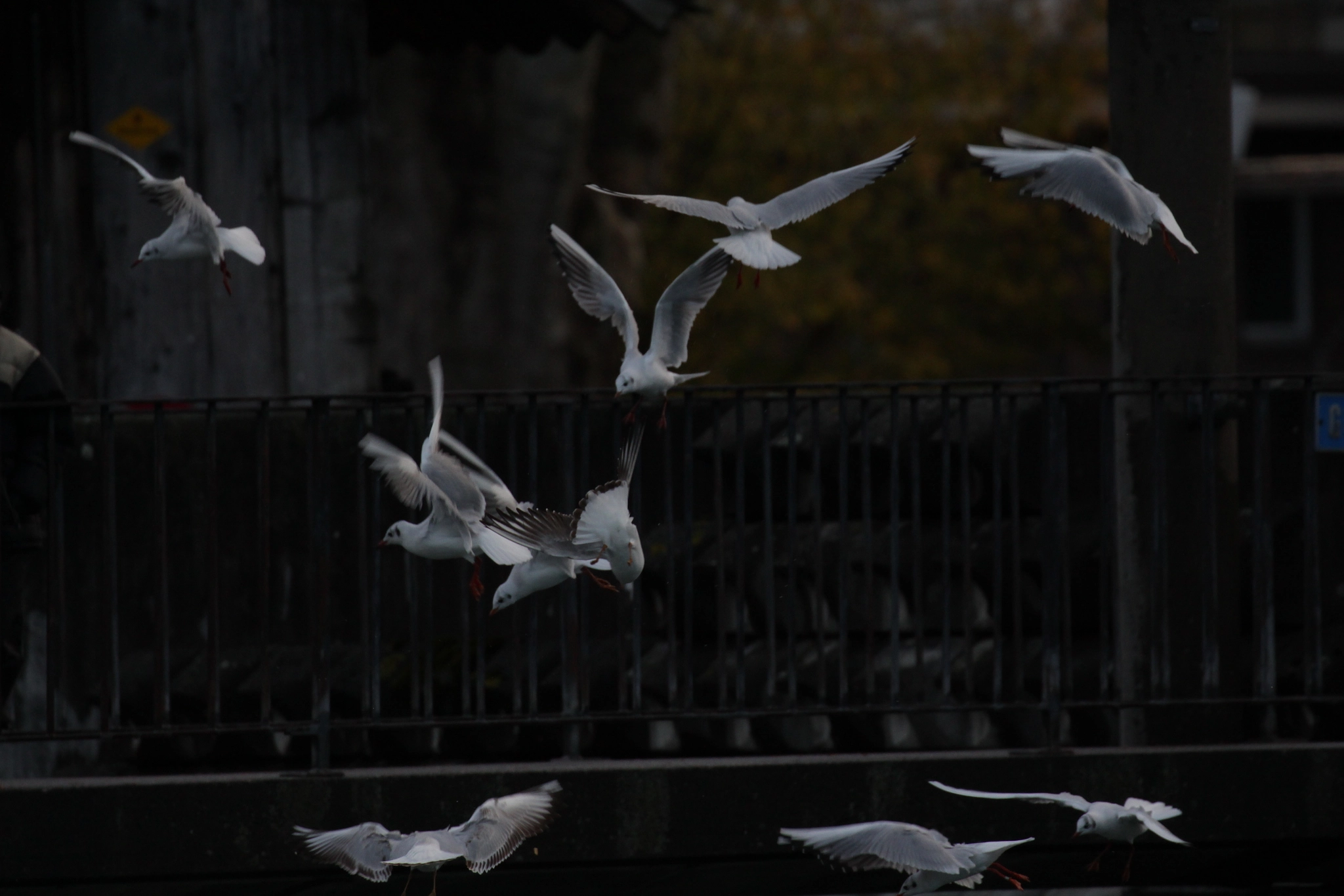 Canon EF 100-400mm F4.5-5.6L IS II USM sample photo. Fly away photography