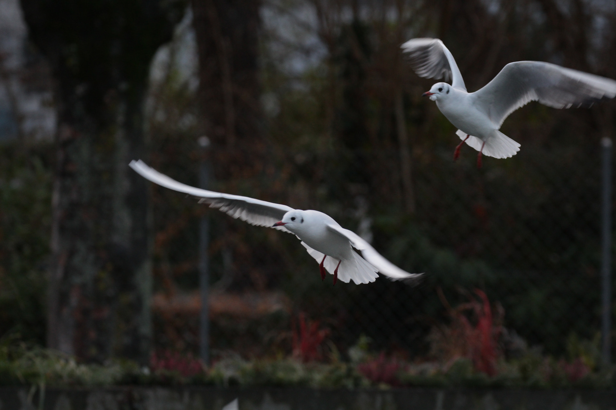 Canon EOS 700D (EOS Rebel T5i / EOS Kiss X7i) + Canon EF 100-400mm F4.5-5.6L IS II USM sample photo. Landing seagulls photography