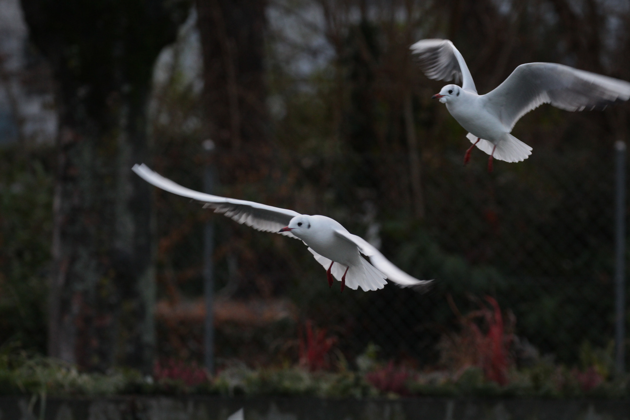 Canon EF 100-400mm F4.5-5.6L IS II USM sample photo. Landing seagulls photography
