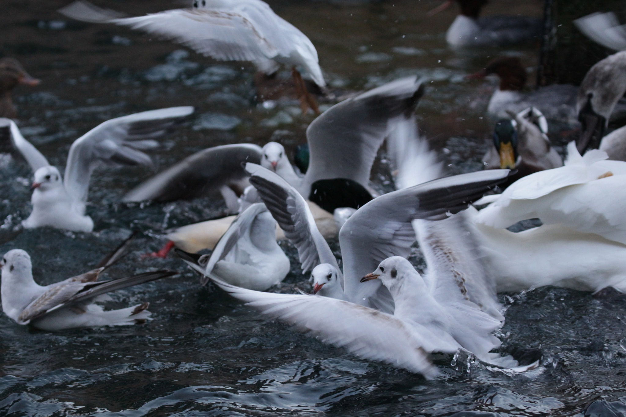 Canon EF 100-400mm F4.5-5.6L IS II USM sample photo. Tumult on the water photography