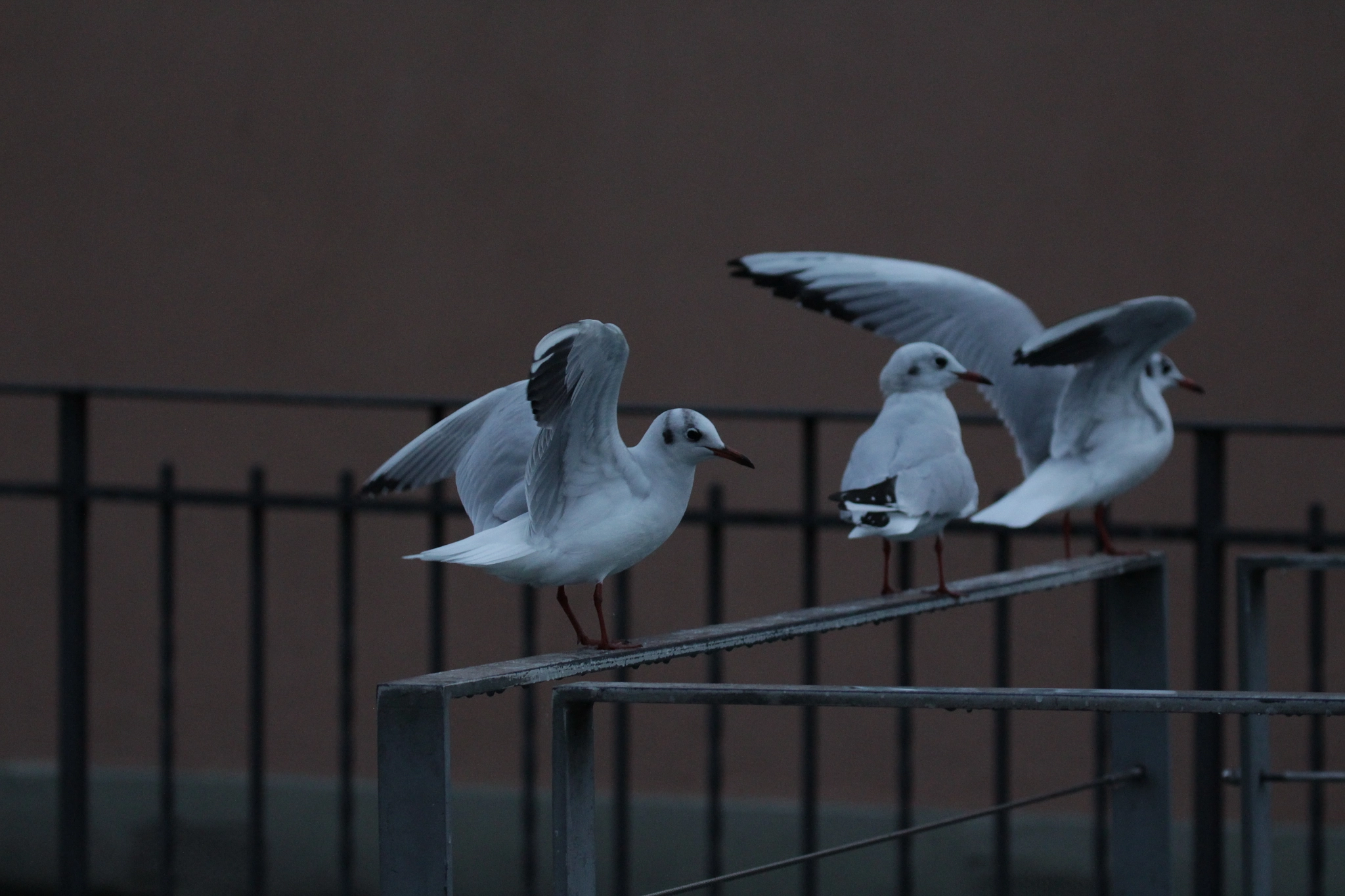 Canon EOS 700D (EOS Rebel T5i / EOS Kiss X7i) + Canon EF 100-400mm F4.5-5.6L IS II USM sample photo. Seagulls on a railing photography