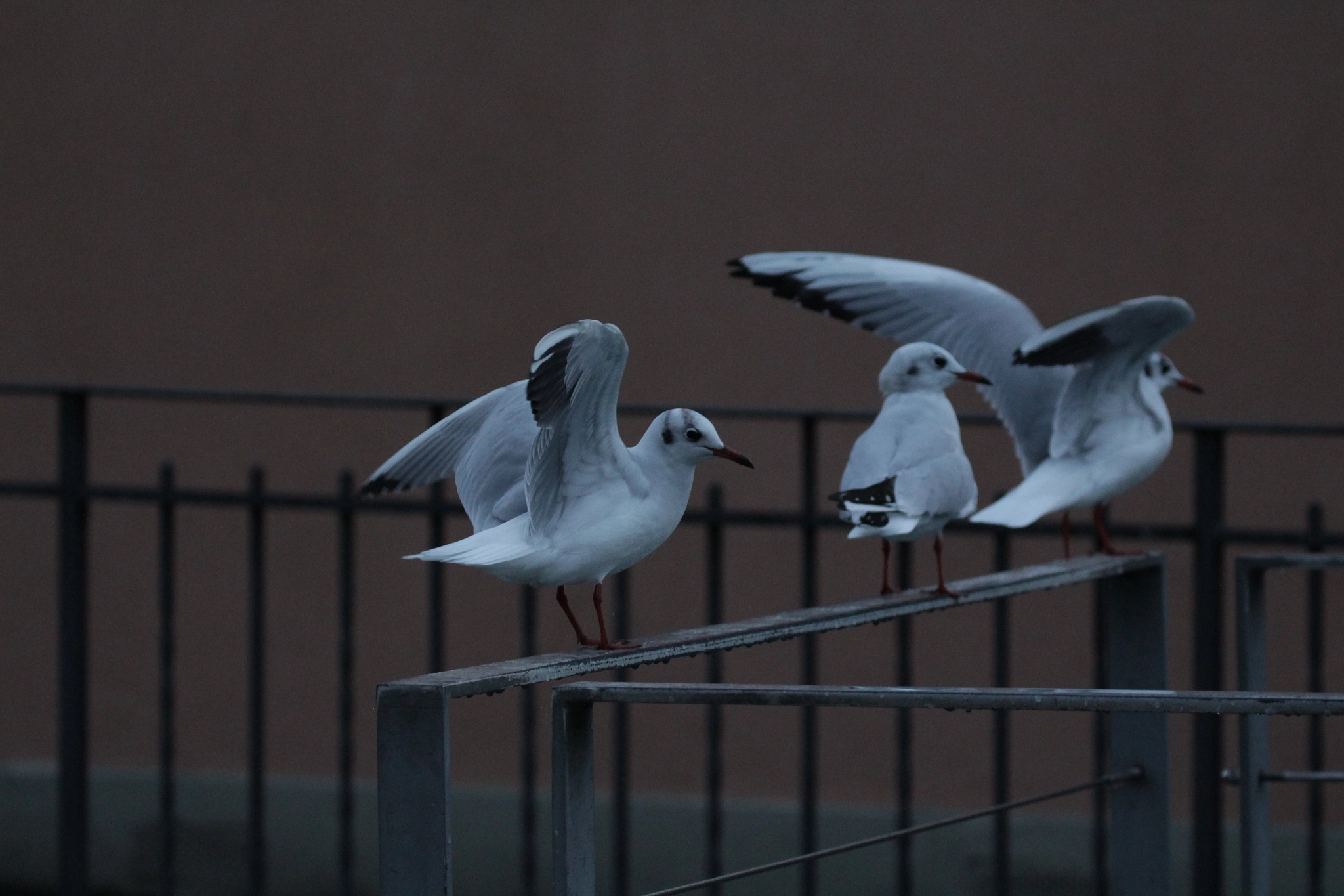 Canon EF 100-400mm F4.5-5.6L IS II USM sample photo. Seagulls on a railing photography