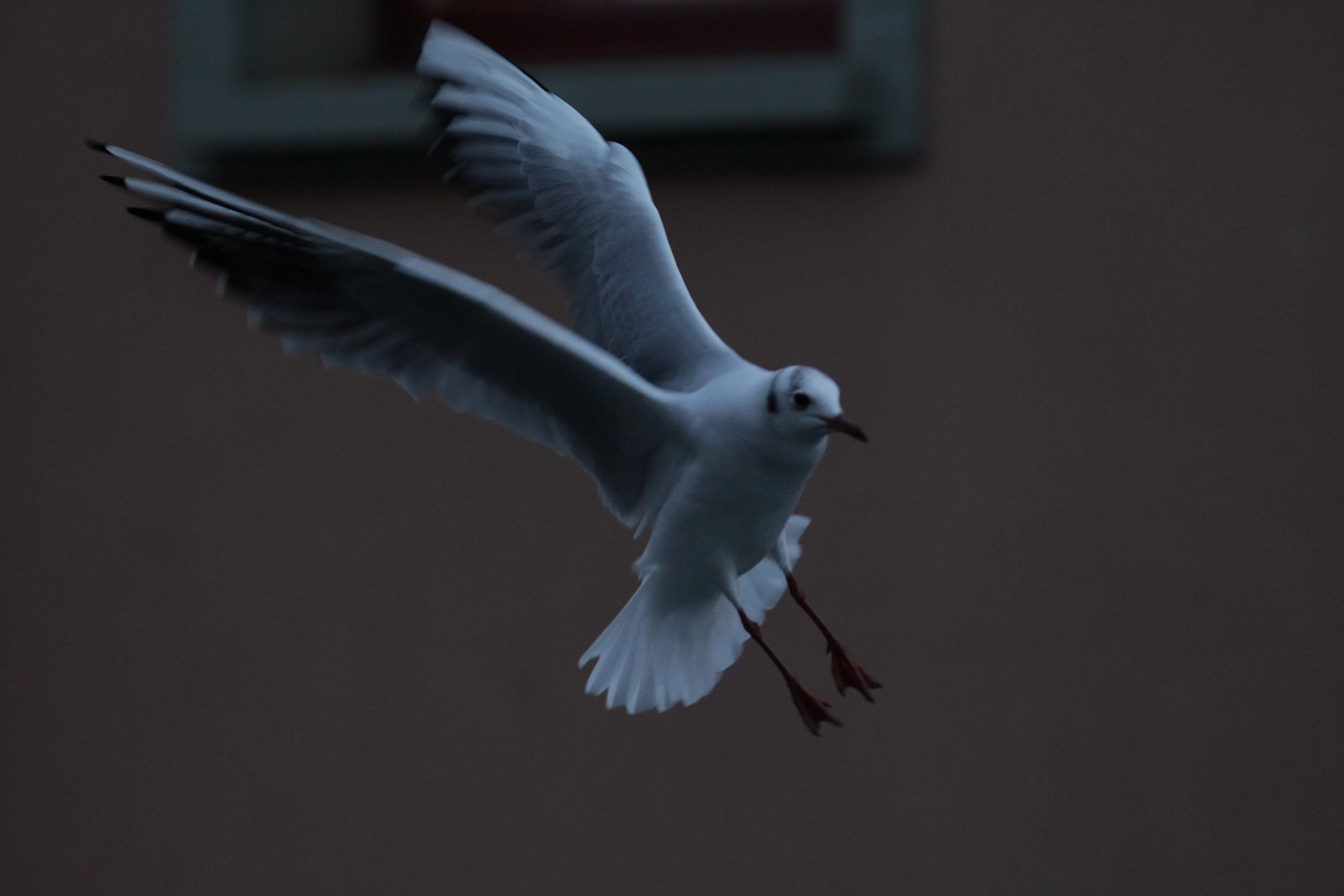 Canon EF 100-400mm F4.5-5.6L IS II USM sample photo. Prepare for landing photography