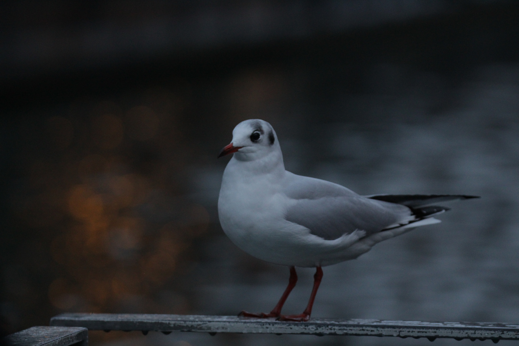 Canon EF 100-400mm F4.5-5.6L IS II USM sample photo. This is creation photography