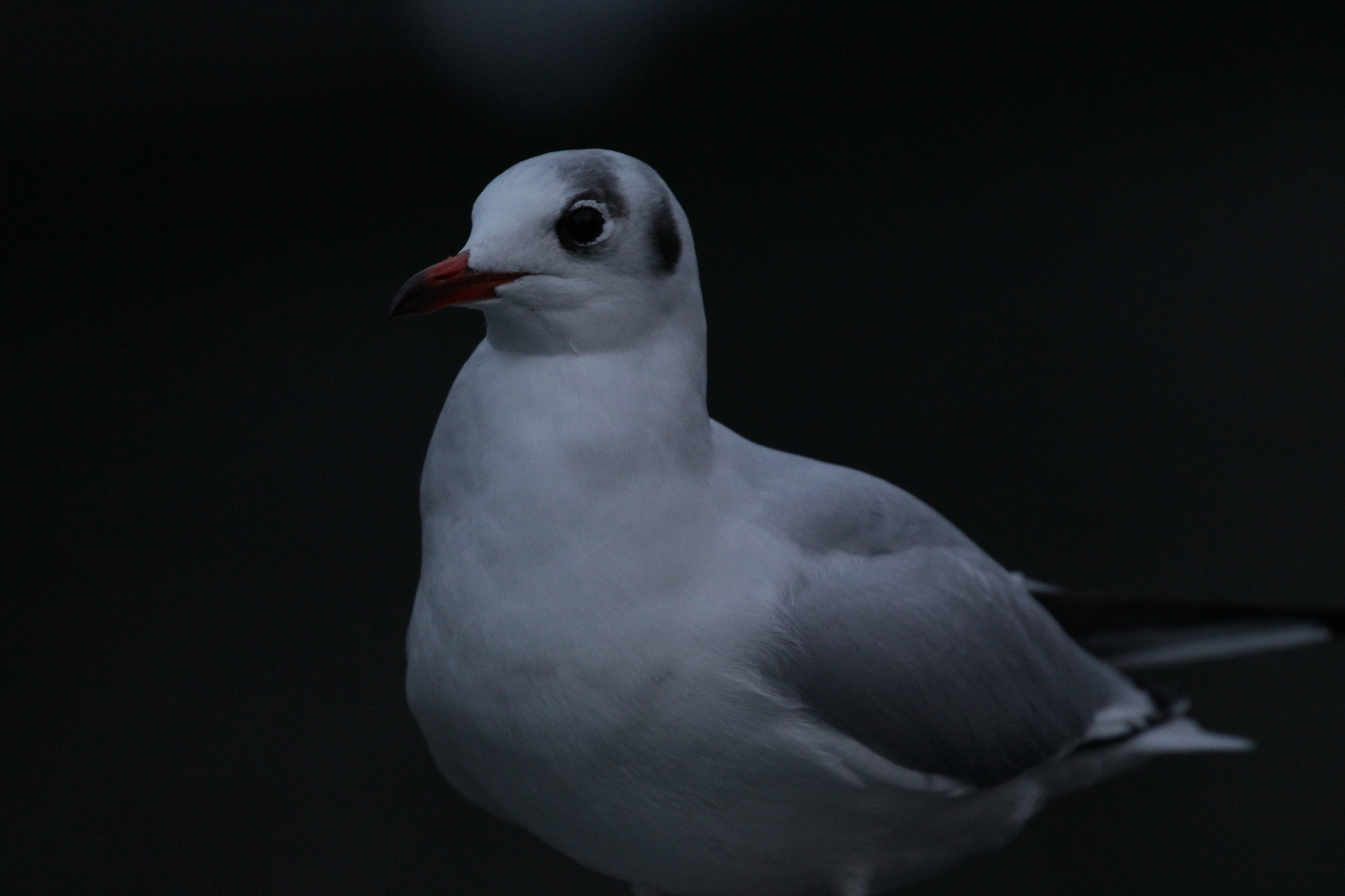 Canon EF 100-400mm F4.5-5.6L IS II USM sample photo. Seagull photography
