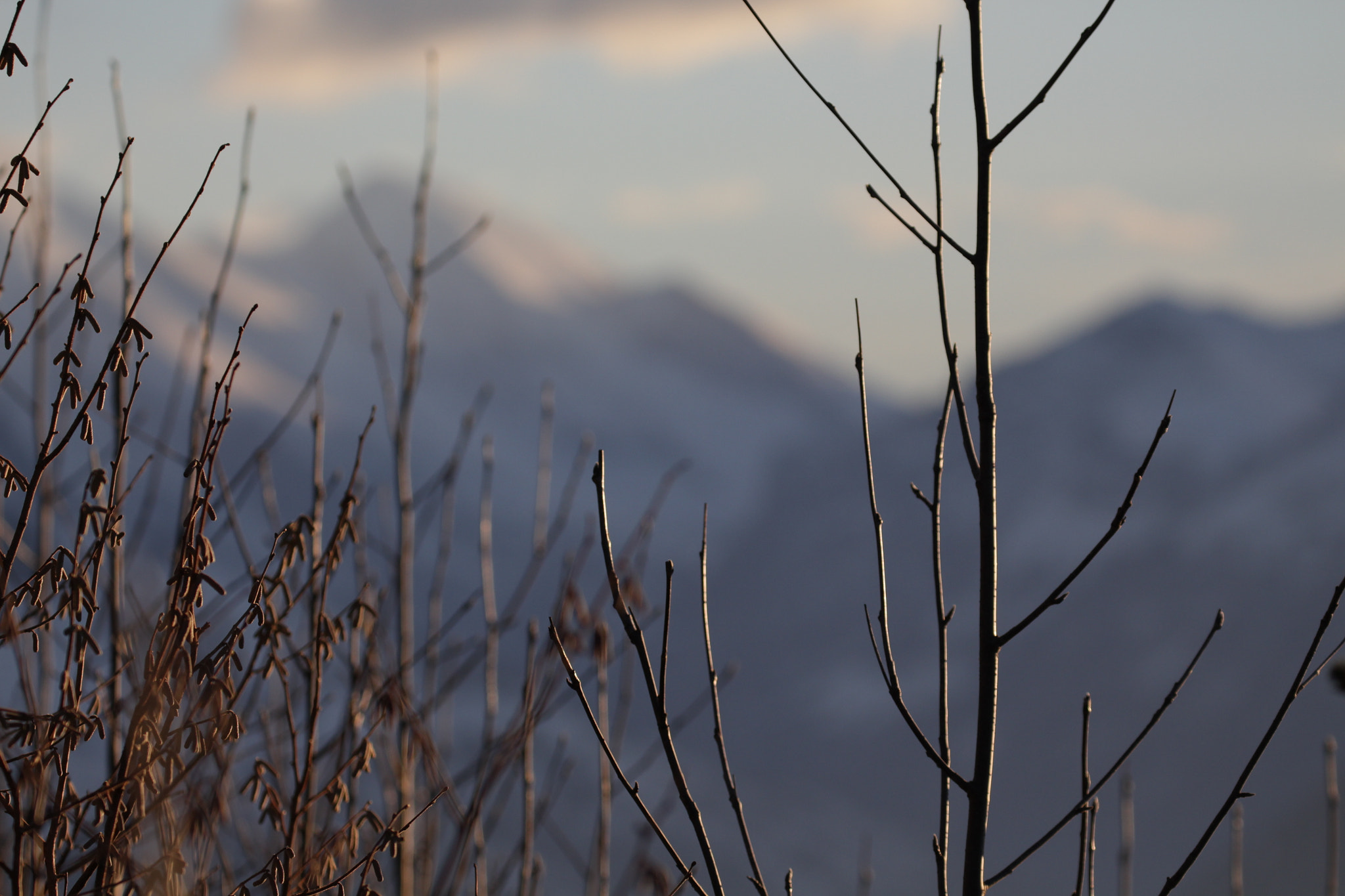 Canon EOS 700D (EOS Rebel T5i / EOS Kiss X7i) + Canon EF 100-400mm F4.5-5.6L IS II USM sample photo. Branches and mountains photography