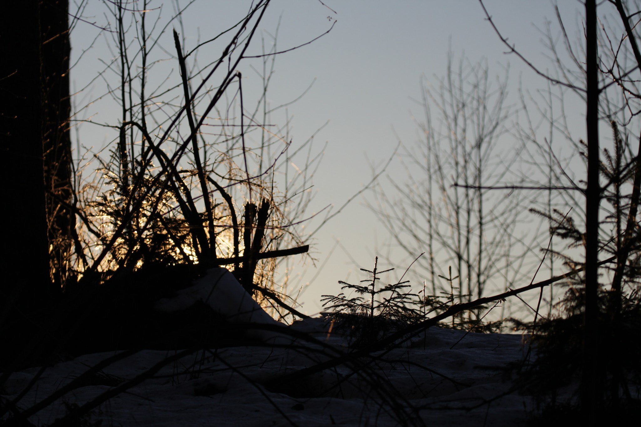 Canon EF 100-400mm F4.5-5.6L IS II USM sample photo. Wood at sunset photography