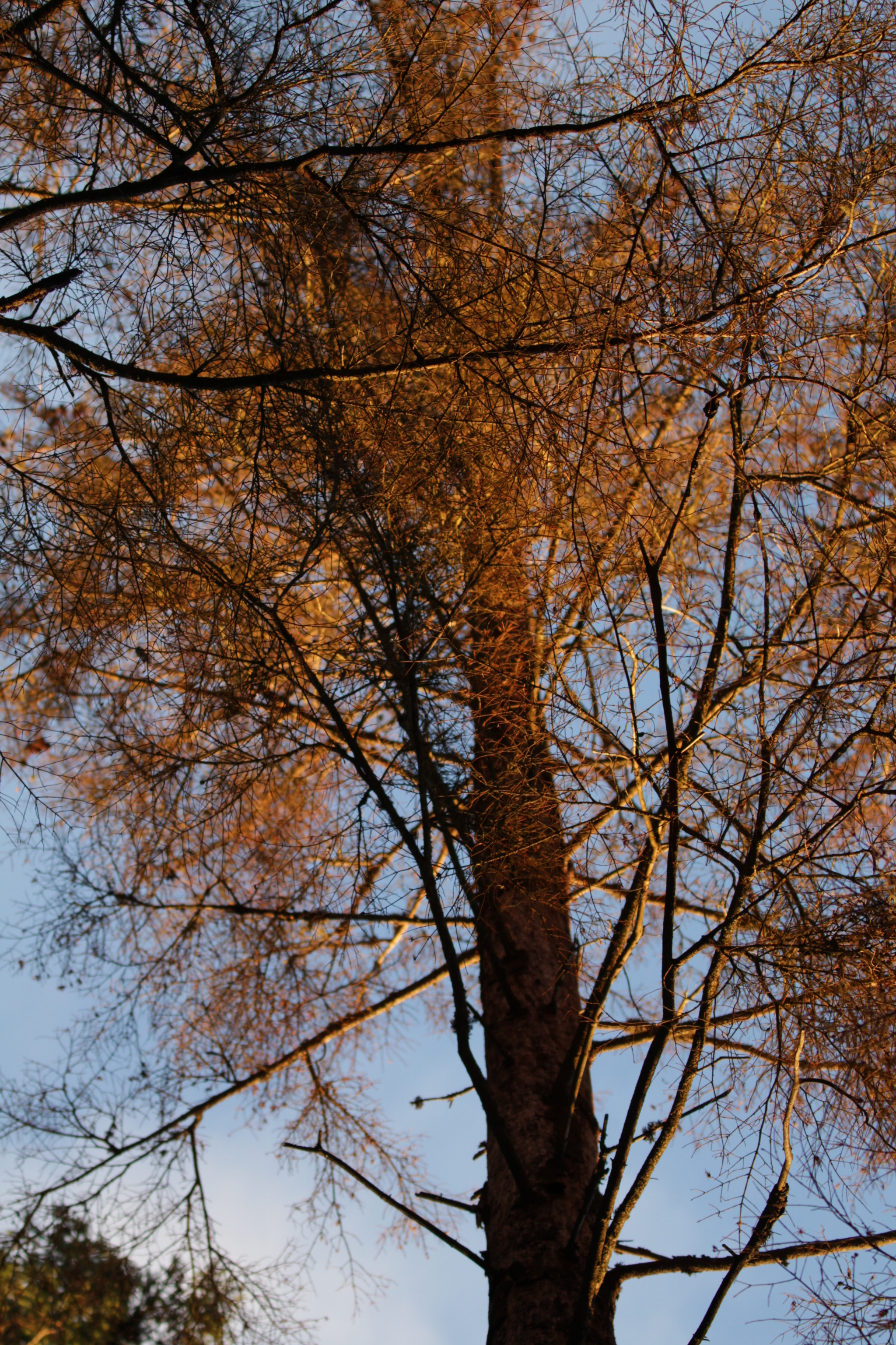 Canon EF 100-400mm F4.5-5.6L IS II USM sample photo. Golden tree photography