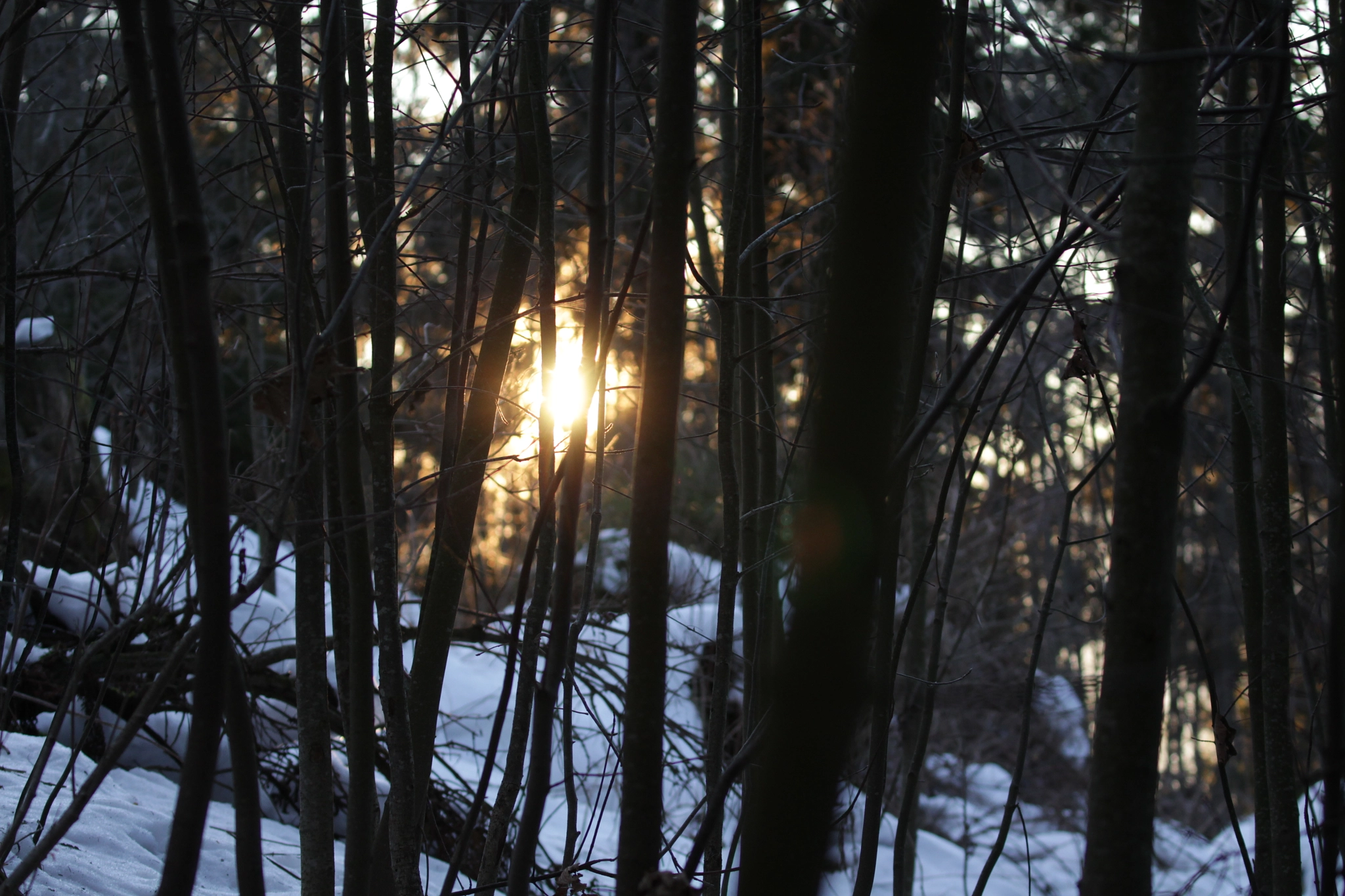 Canon EF 100-400mm F4.5-5.6L IS II USM sample photo. Sun through trees photography