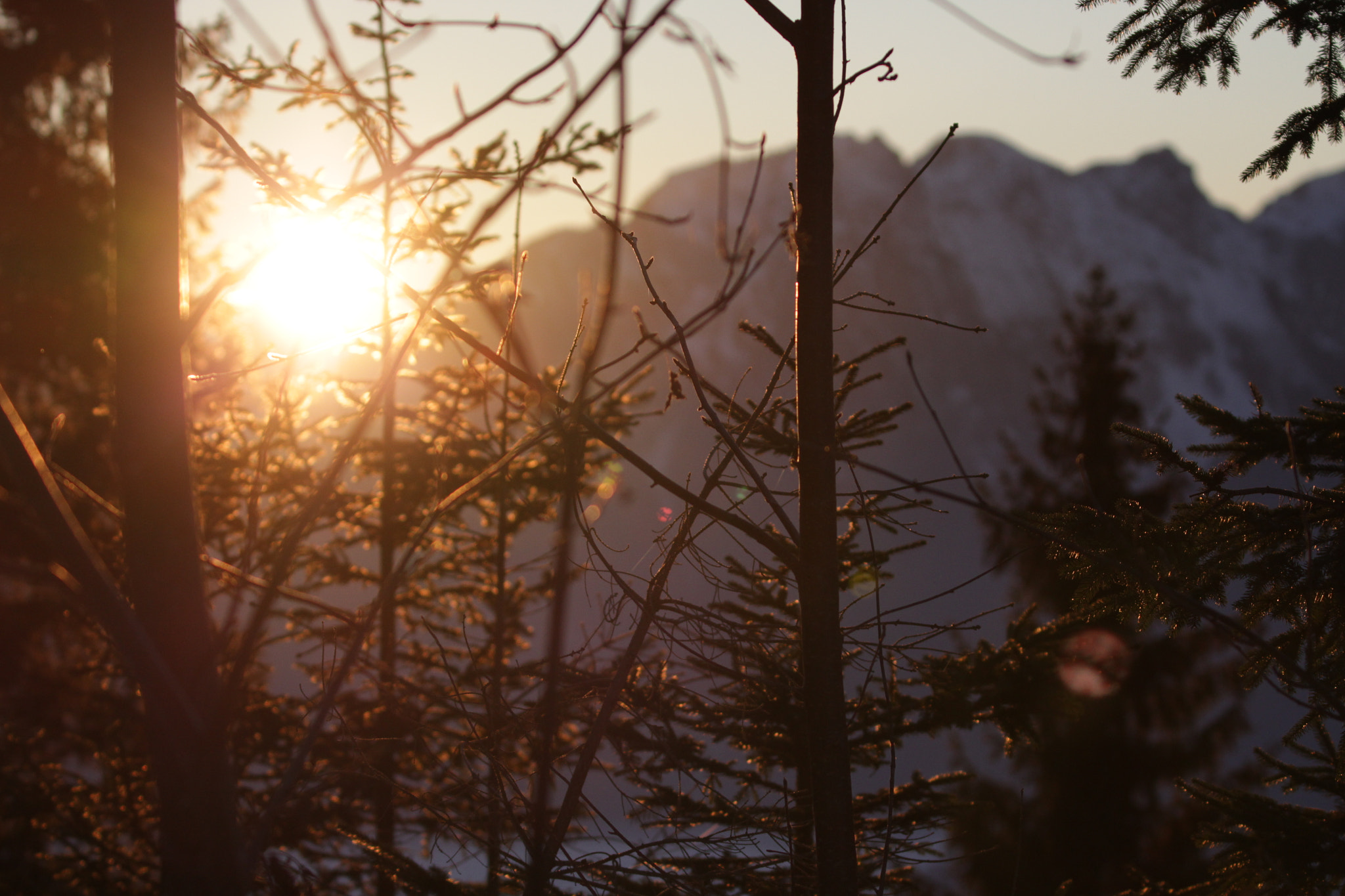 Canon EF 100-400mm F4.5-5.6L IS II USM sample photo. Sunset through trees photography