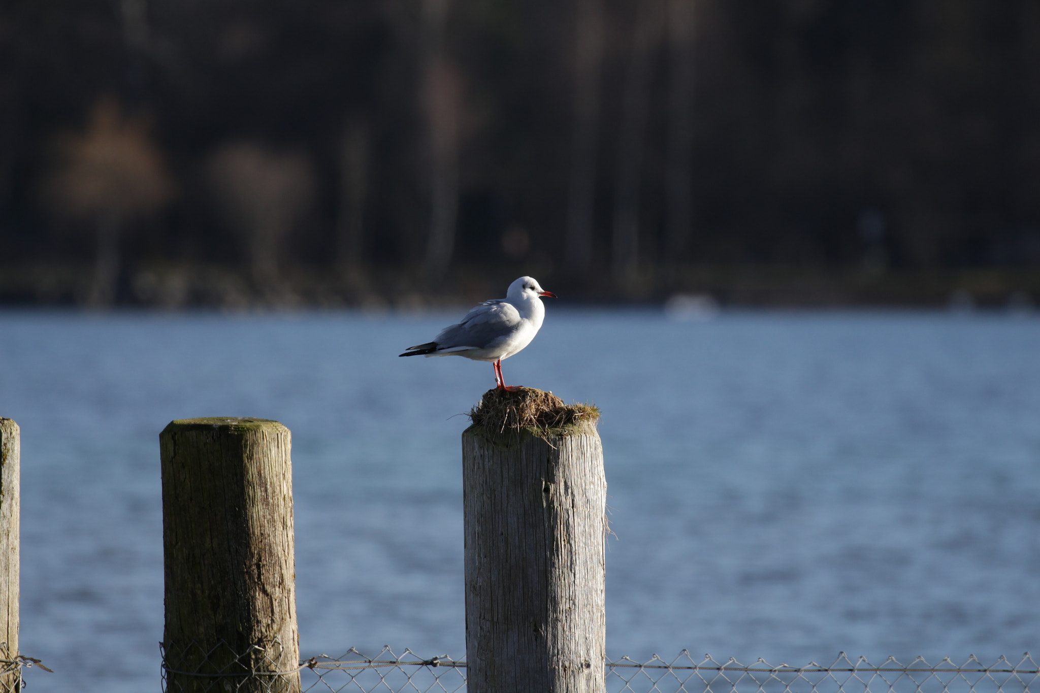 Canon EF 100-400mm F4.5-5.6L IS II USM sample photo. Enjoy the sun photography