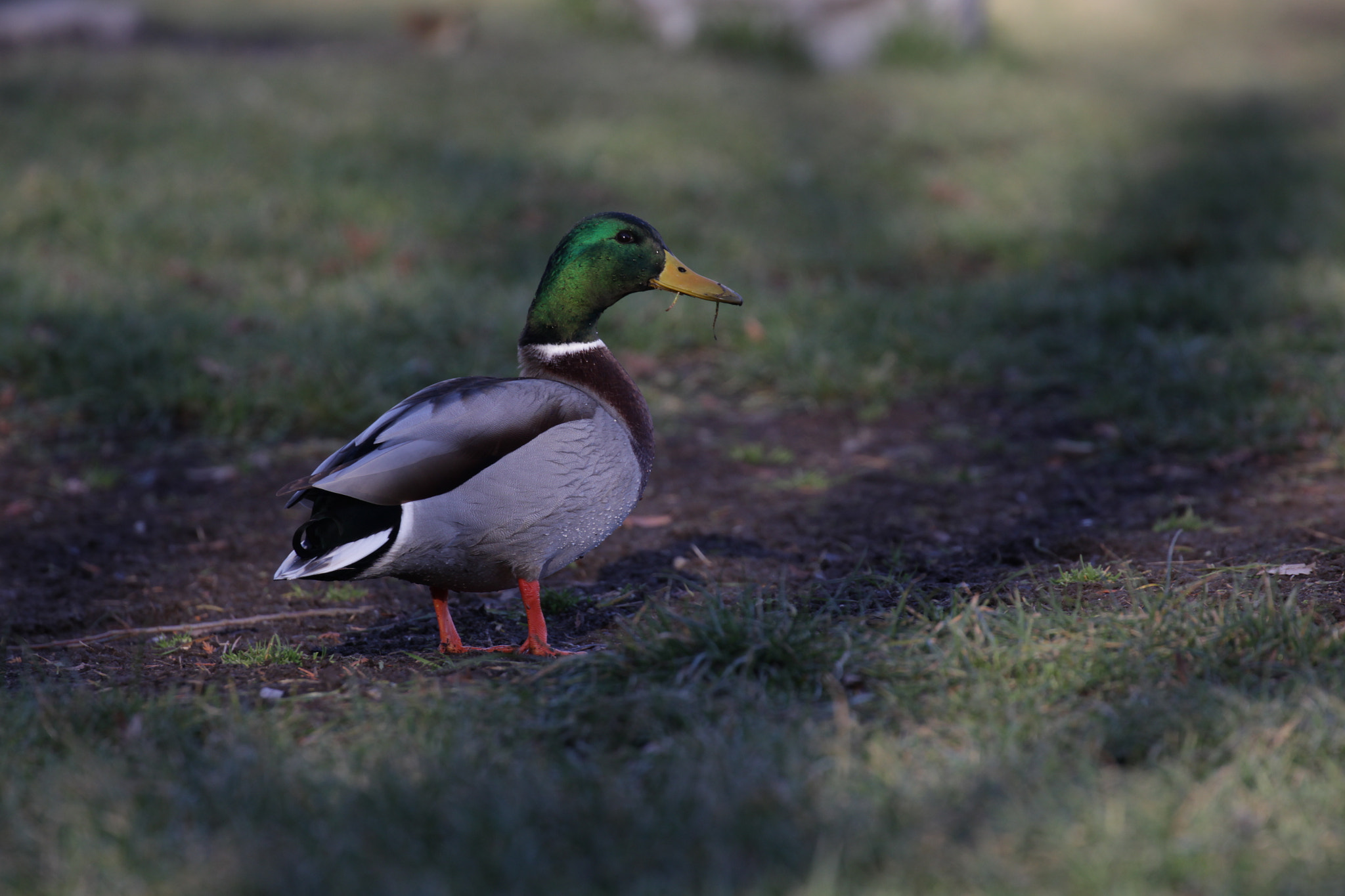 Canon EF 100-400mm F4.5-5.6L IS II USM sample photo. Mr. duck photography