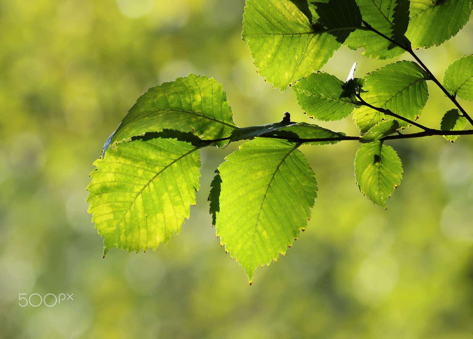 Canon EOS 600D (Rebel EOS T3i / EOS Kiss X5) sample photo. Green leaves photography