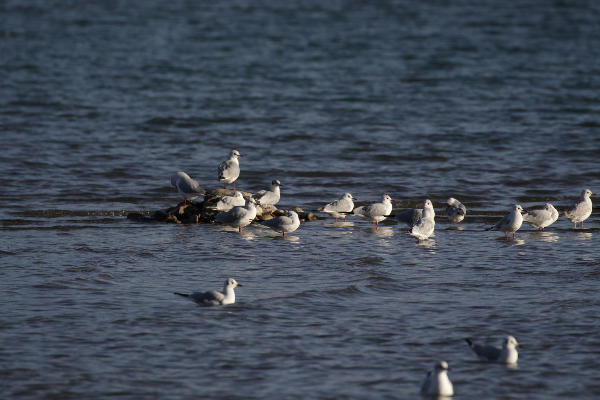 Canon EF 100-400mm F4.5-5.6L IS II USM sample photo. Safe place in the water photography
