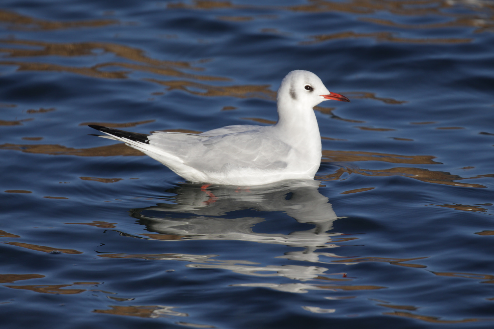 Canon EF 100-400mm F4.5-5.6L IS II USM sample photo. Swimming seagull photography