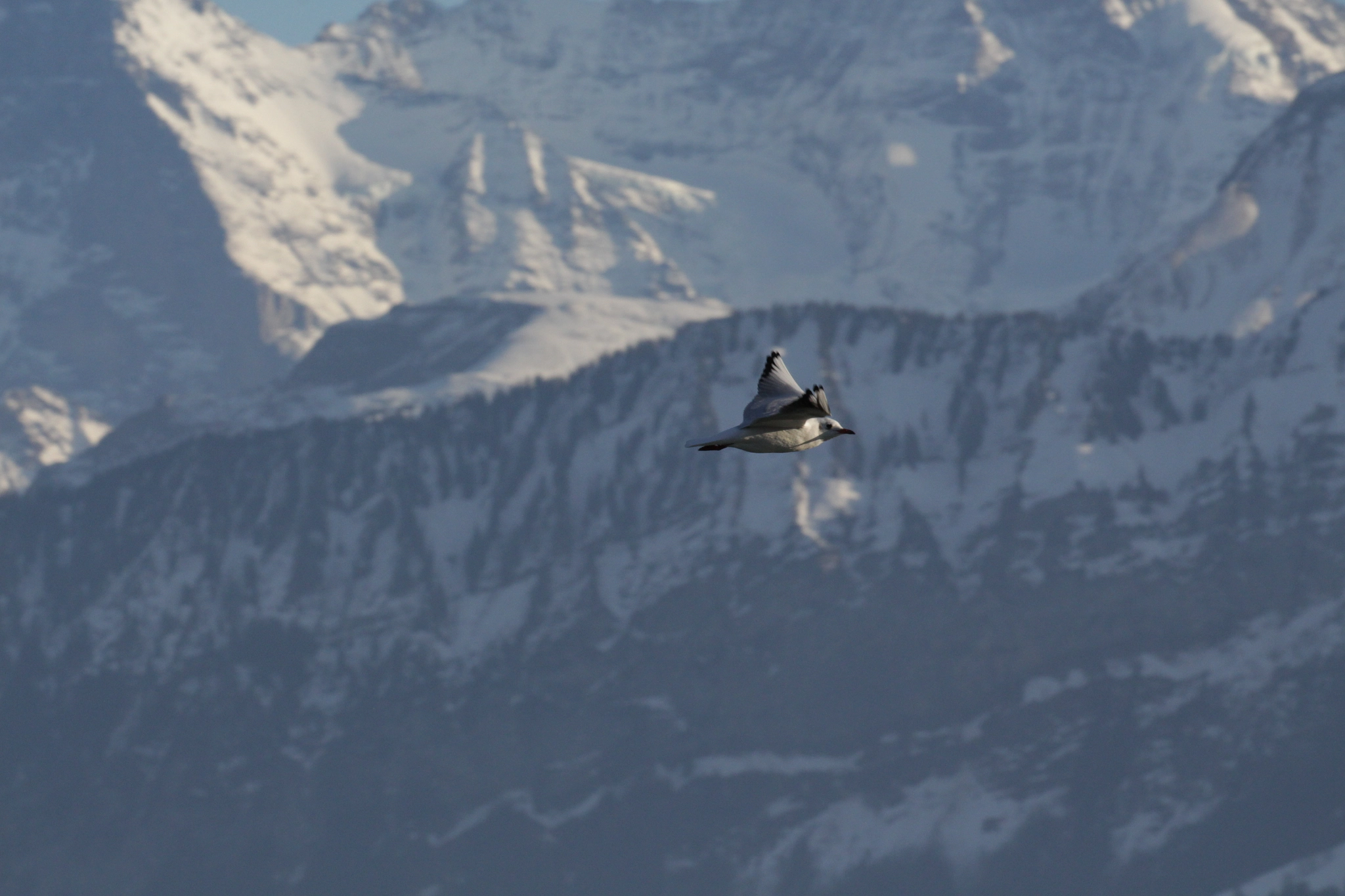 Canon EF 100-400mm F4.5-5.6L IS II USM sample photo. Fly high as the mountains photography