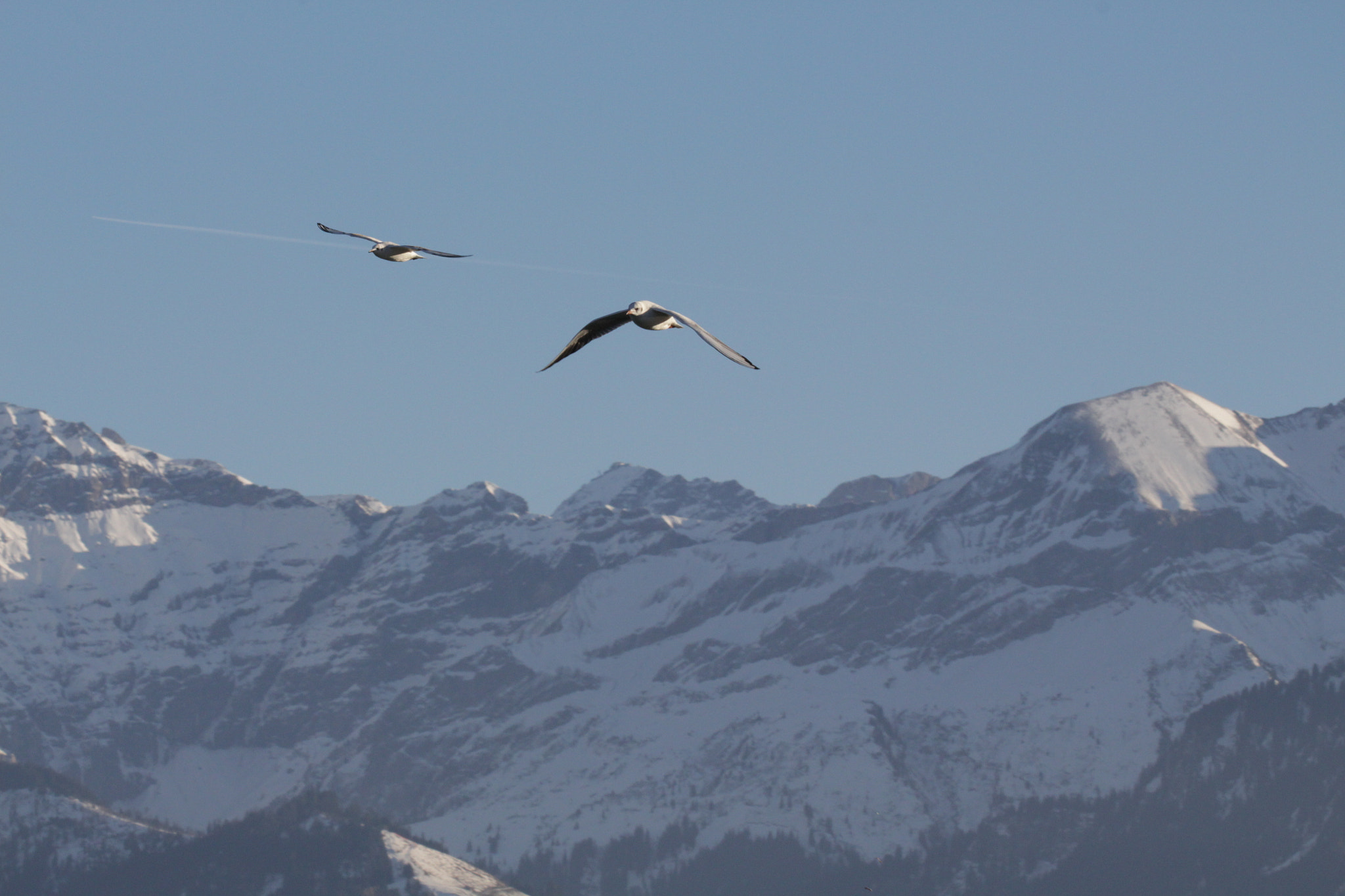 Canon EOS 700D (EOS Rebel T5i / EOS Kiss X7i) + Canon EF 100-400mm F4.5-5.6L IS II USM sample photo. Above the alps photography