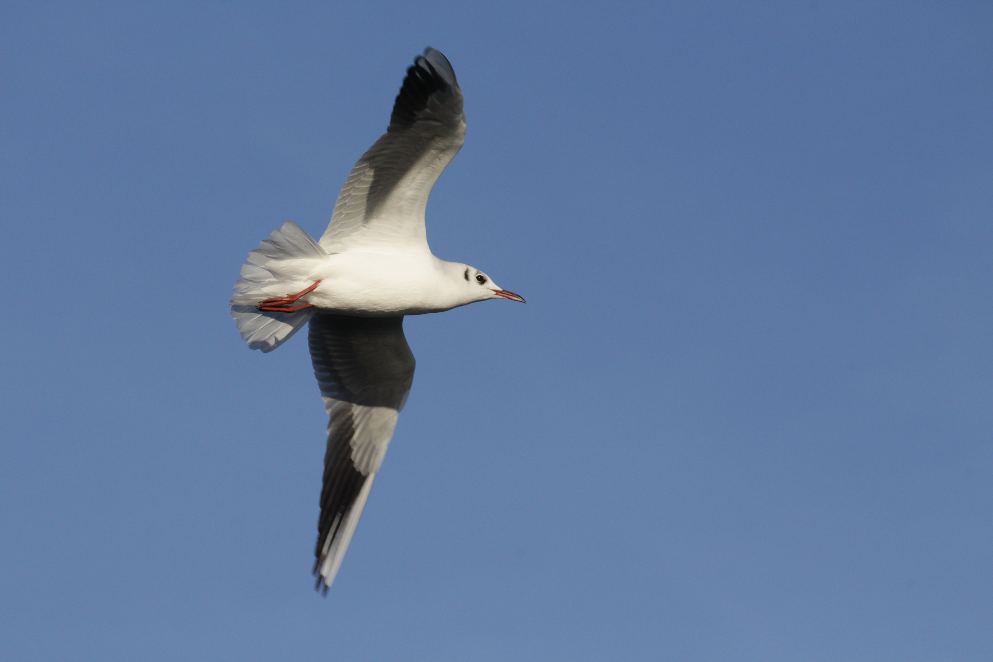 Canon EF 100-400mm F4.5-5.6L IS II USM sample photo. Flying seagull photography