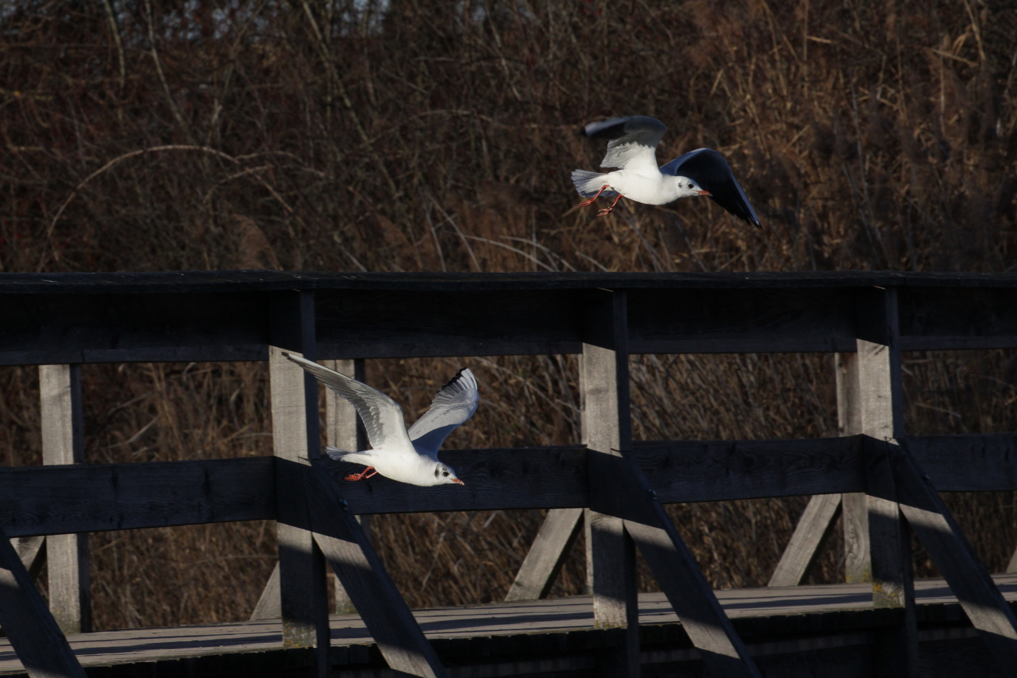 Canon EOS 700D (EOS Rebel T5i / EOS Kiss X7i) + Canon EF 100-400mm F4.5-5.6L IS II USM sample photo. Seagulls fly away photography
