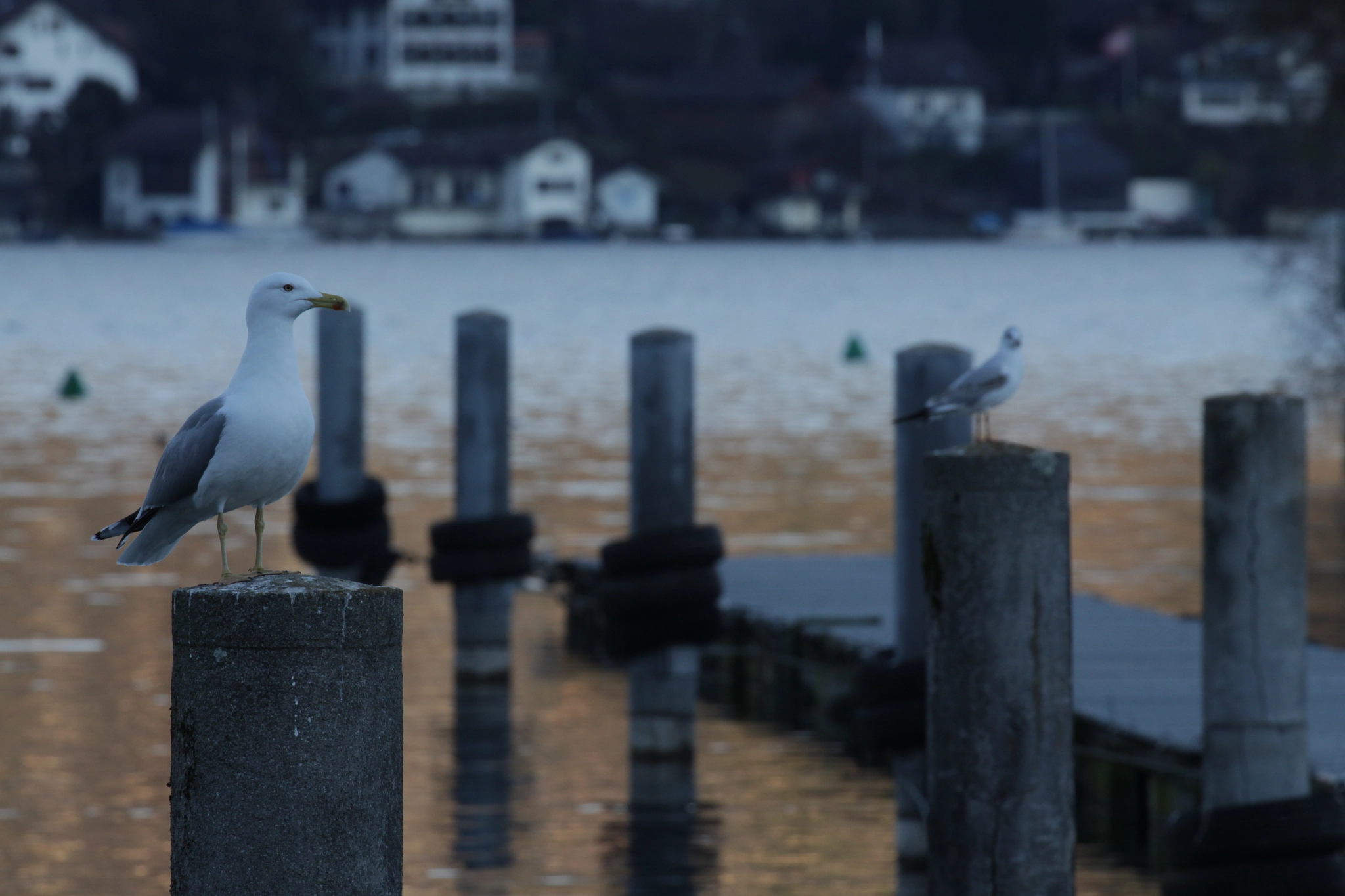 Canon EOS 700D (EOS Rebel T5i / EOS Kiss X7i) + Canon EF 100-400mm F4.5-5.6L IS II USM sample photo. Seagulls on posts photography