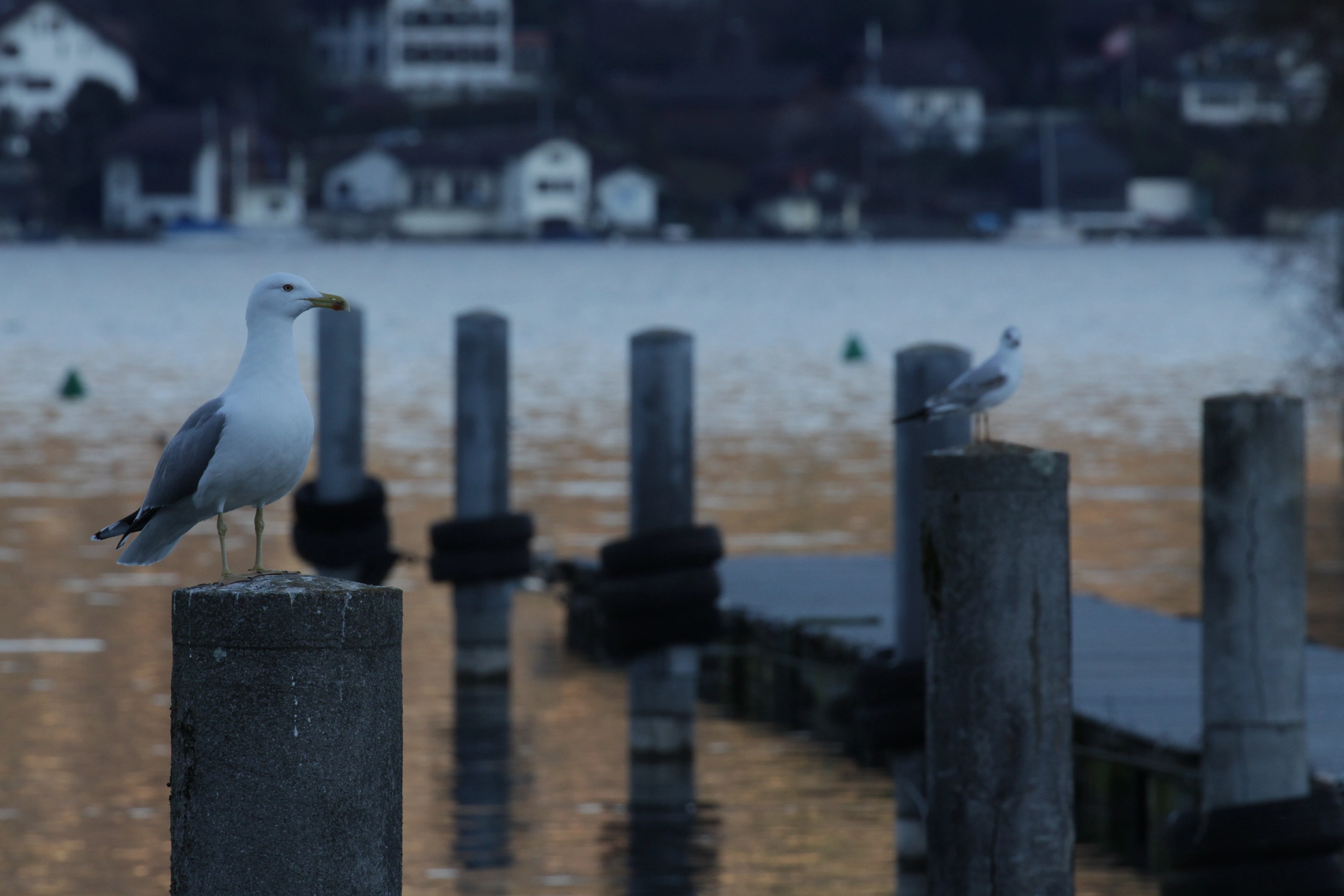 Canon EF 100-400mm F4.5-5.6L IS II USM sample photo. Seagulls on posts photography
