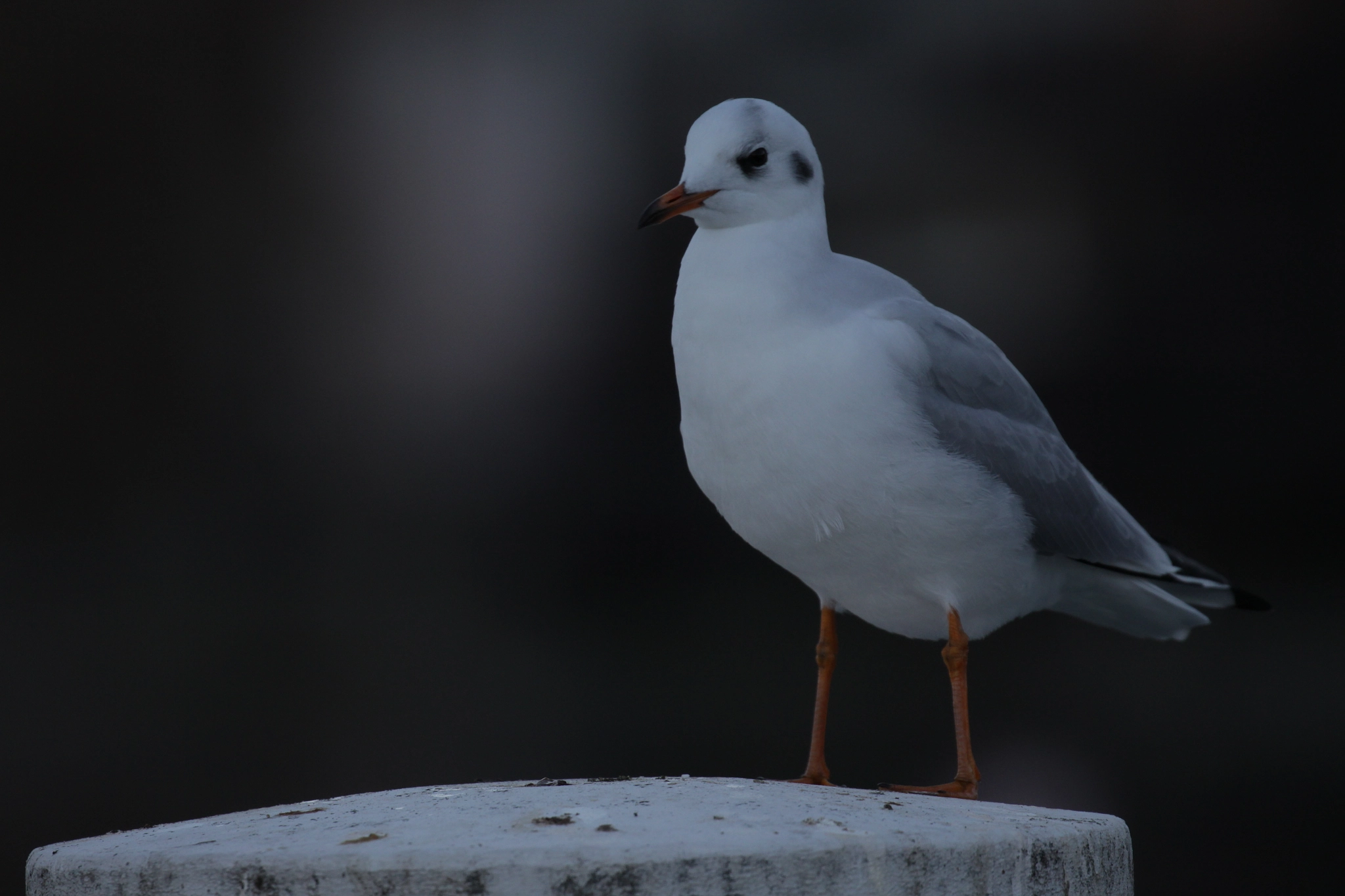Canon EF 100-400mm F4.5-5.6L IS II USM sample photo. Standing on a post photography