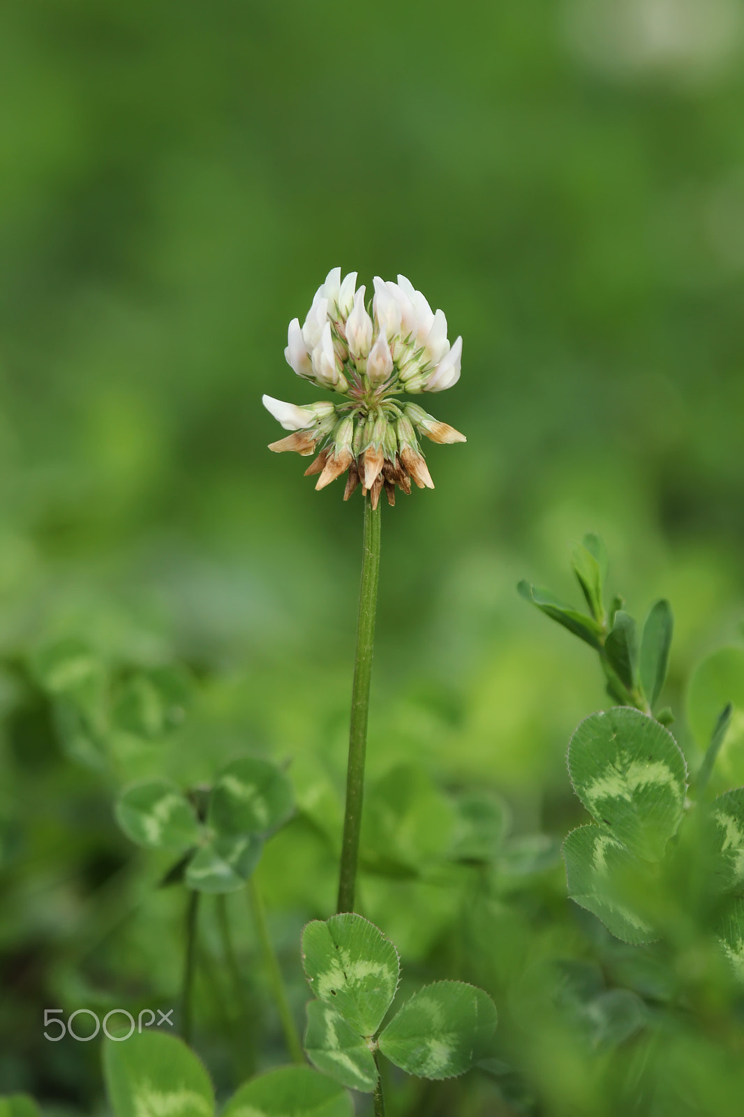 Canon EOS 600D (Rebel EOS T3i / EOS Kiss X5) sample photo. Clover photography