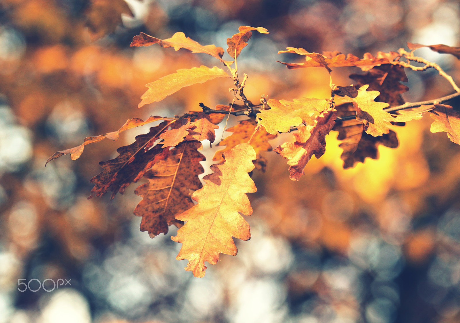 Canon EOS 600D (Rebel EOS T3i / EOS Kiss X5) sample photo. Oak leaves in autumn photography