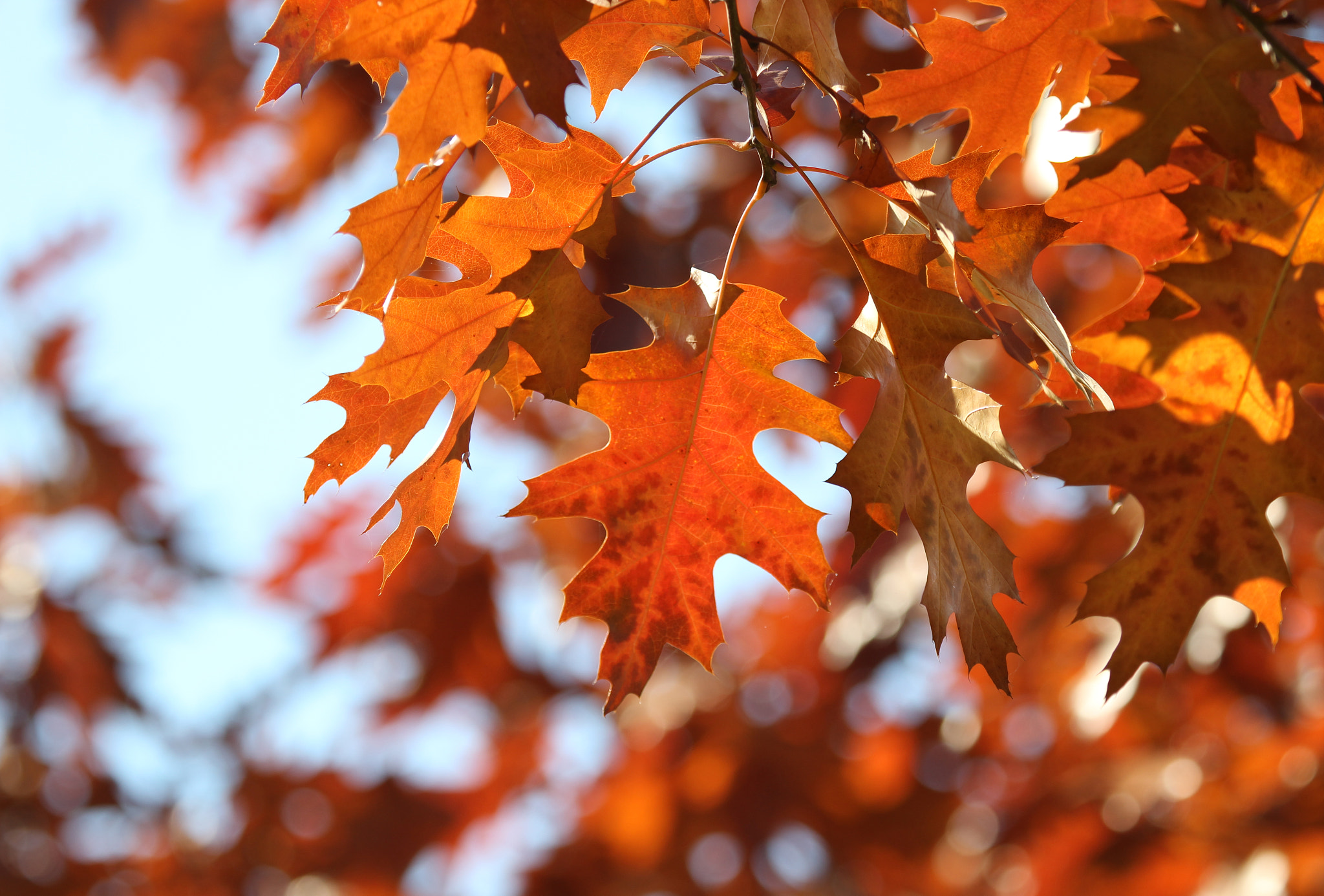 Canon EOS 600D (Rebel EOS T3i / EOS Kiss X5) sample photo. Oak leaves in autumn photography