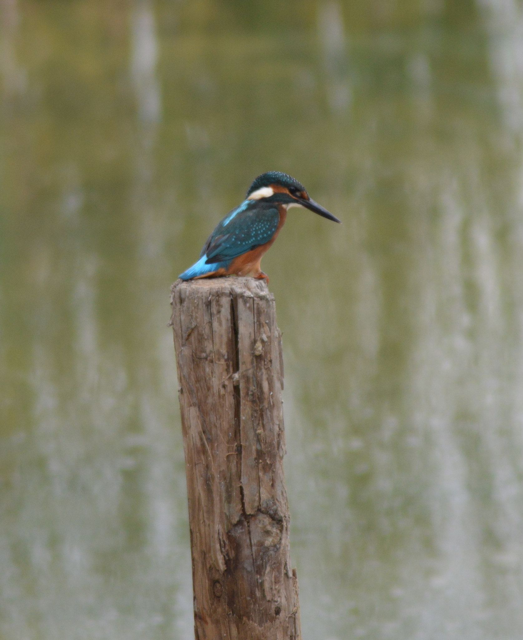 Nikon D3200 + AF Zoom-Nikkor 80-200mm f/4.5-5.6D sample photo. Kingfisher photography