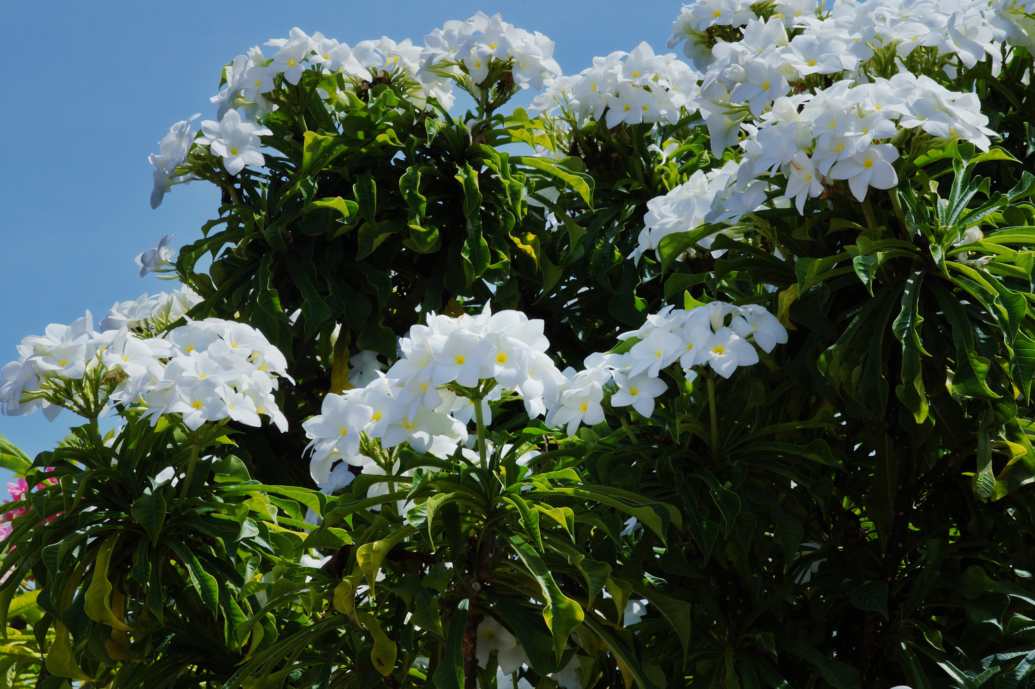 Sony Alpha a3500 sample photo. Pure white photography